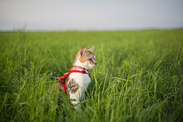 Cat+wearing+a+harness.jpeg