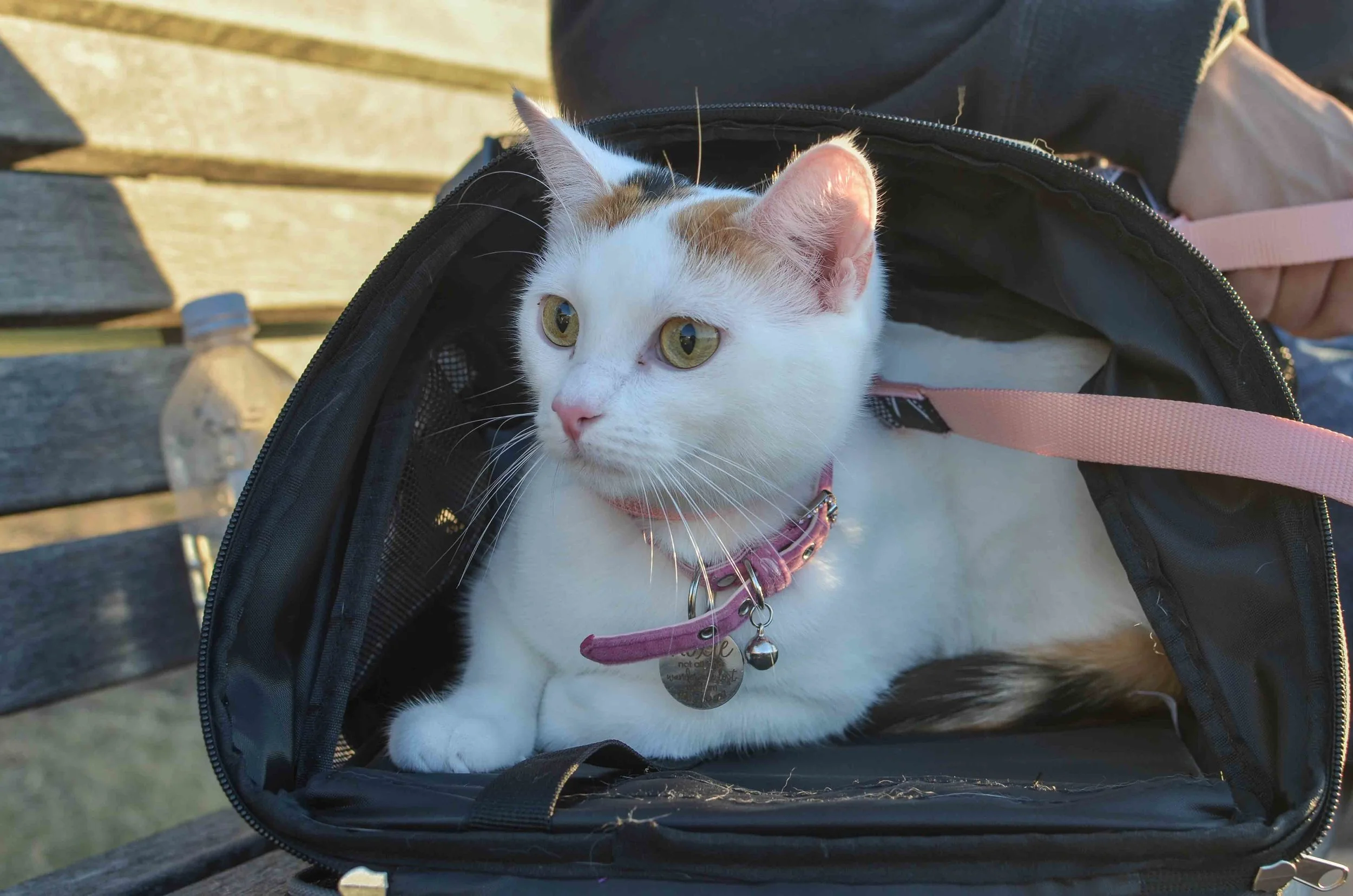 Step 3 - How to Test if Your Cat Enjoys Exploring the World With You