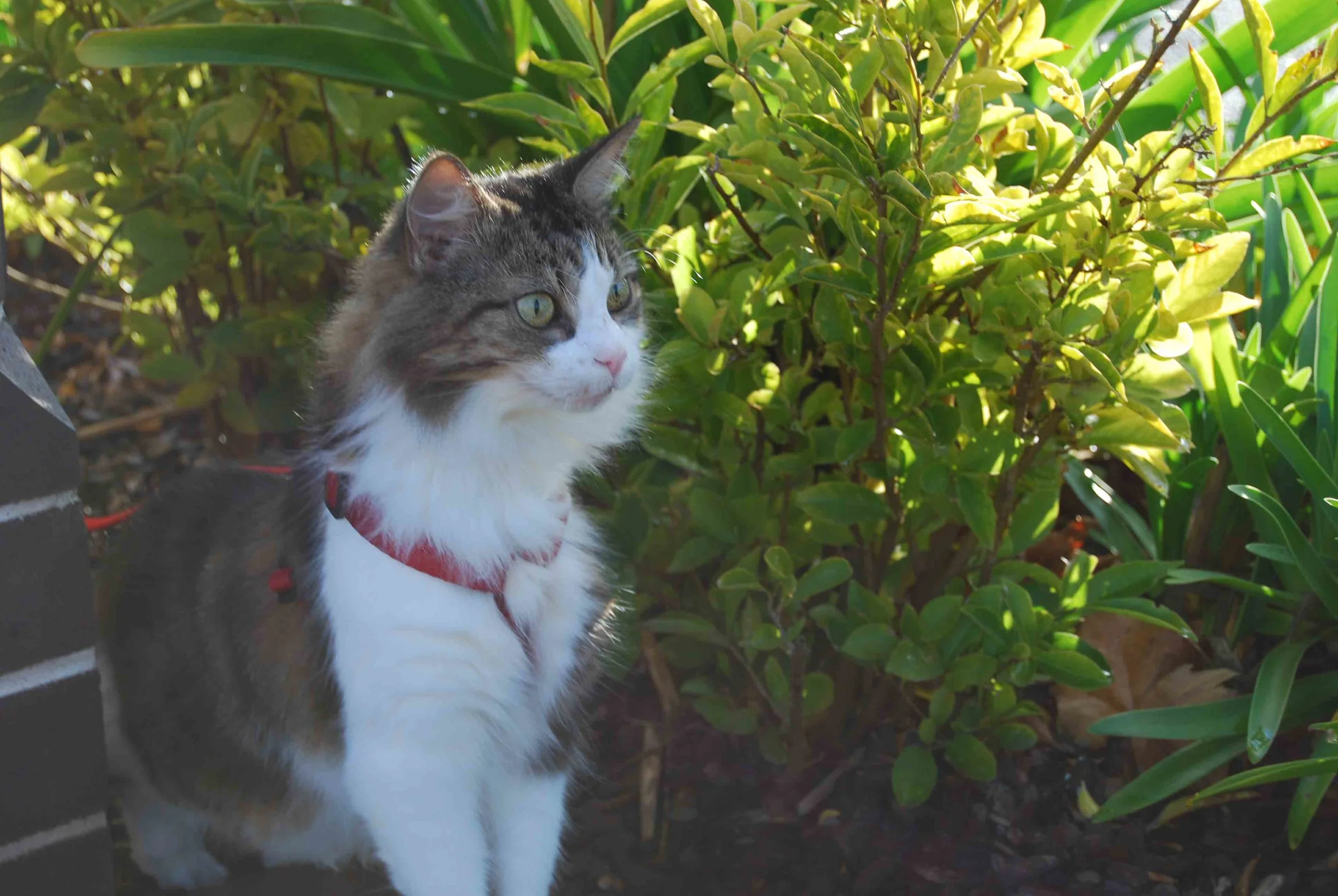 The Escape Proof Cat Harness — Catexplorer