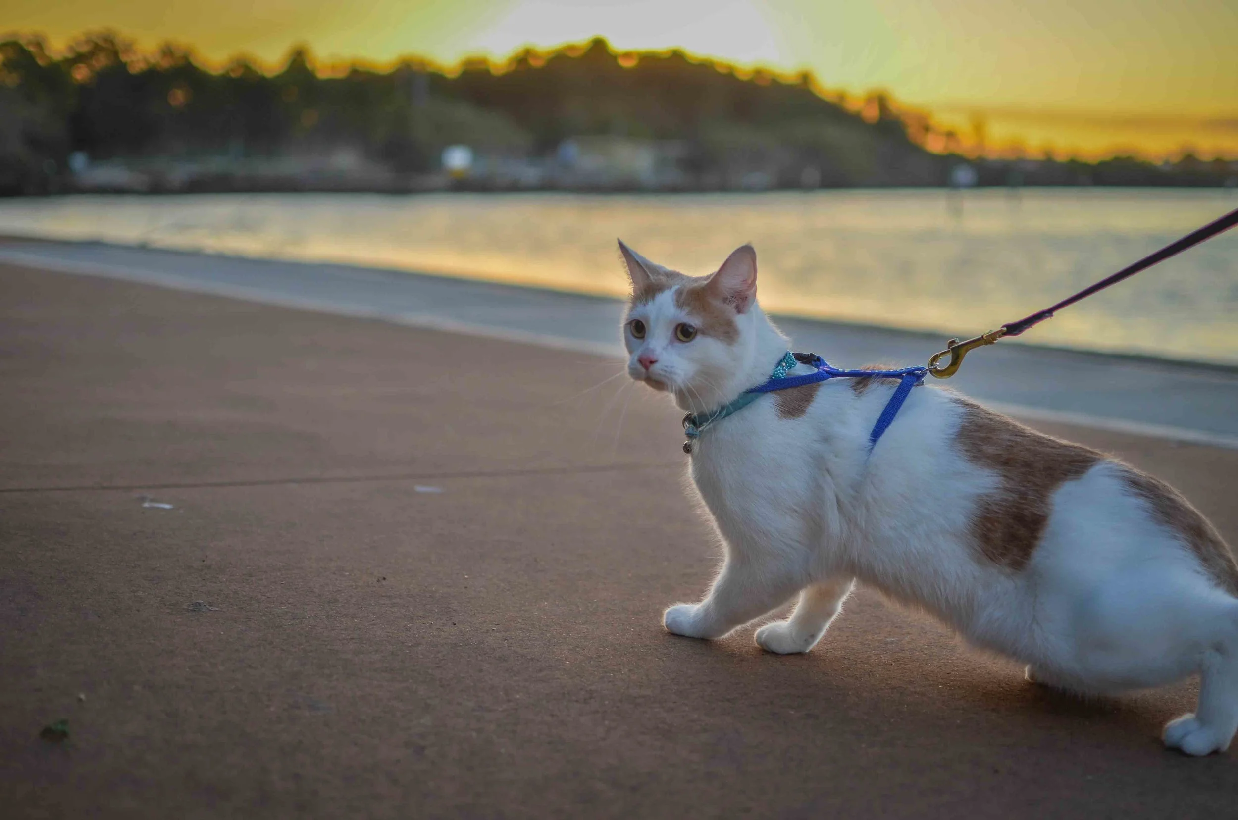 Step 2 - How to Harness Train Your Cat