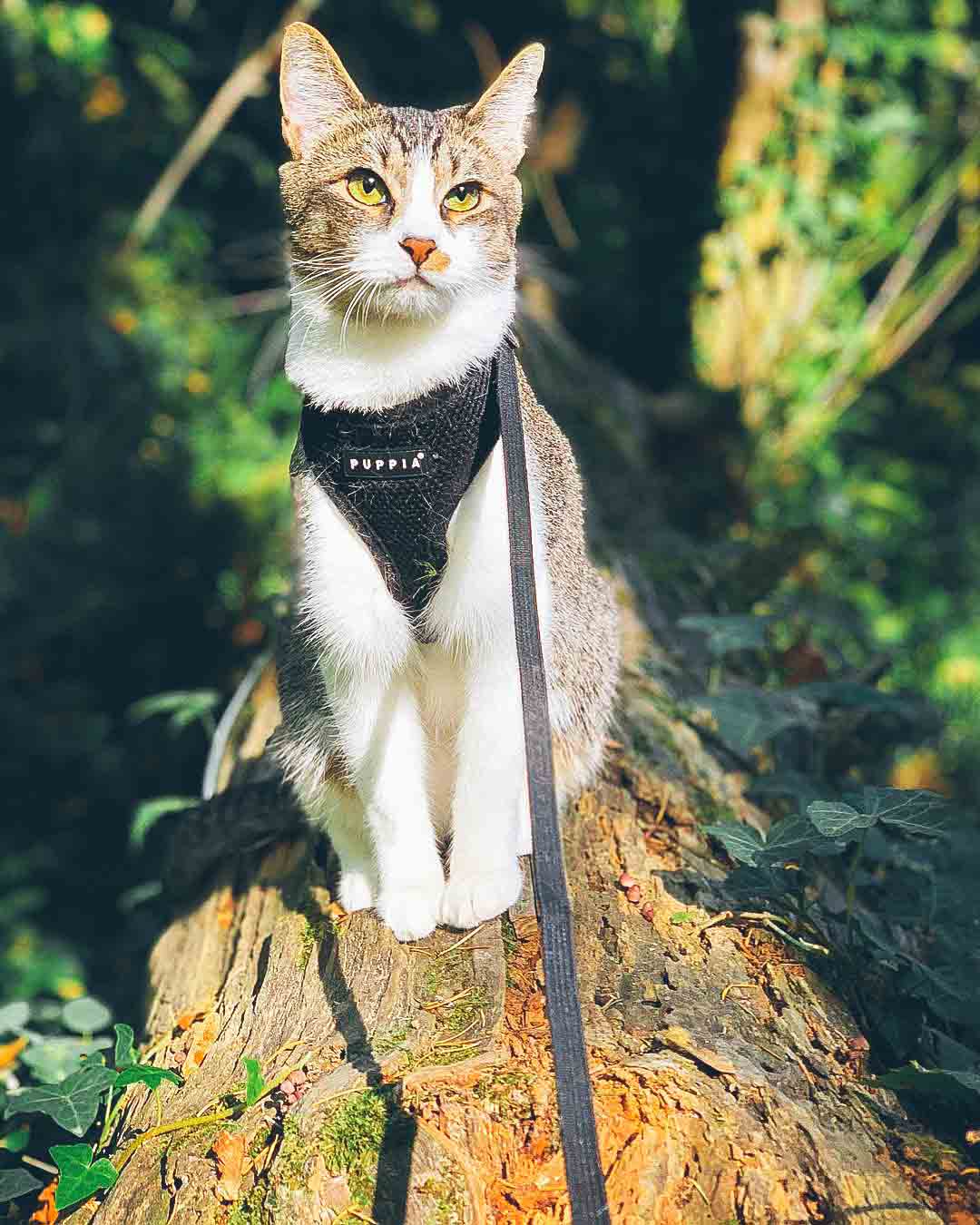 best harness for large cats