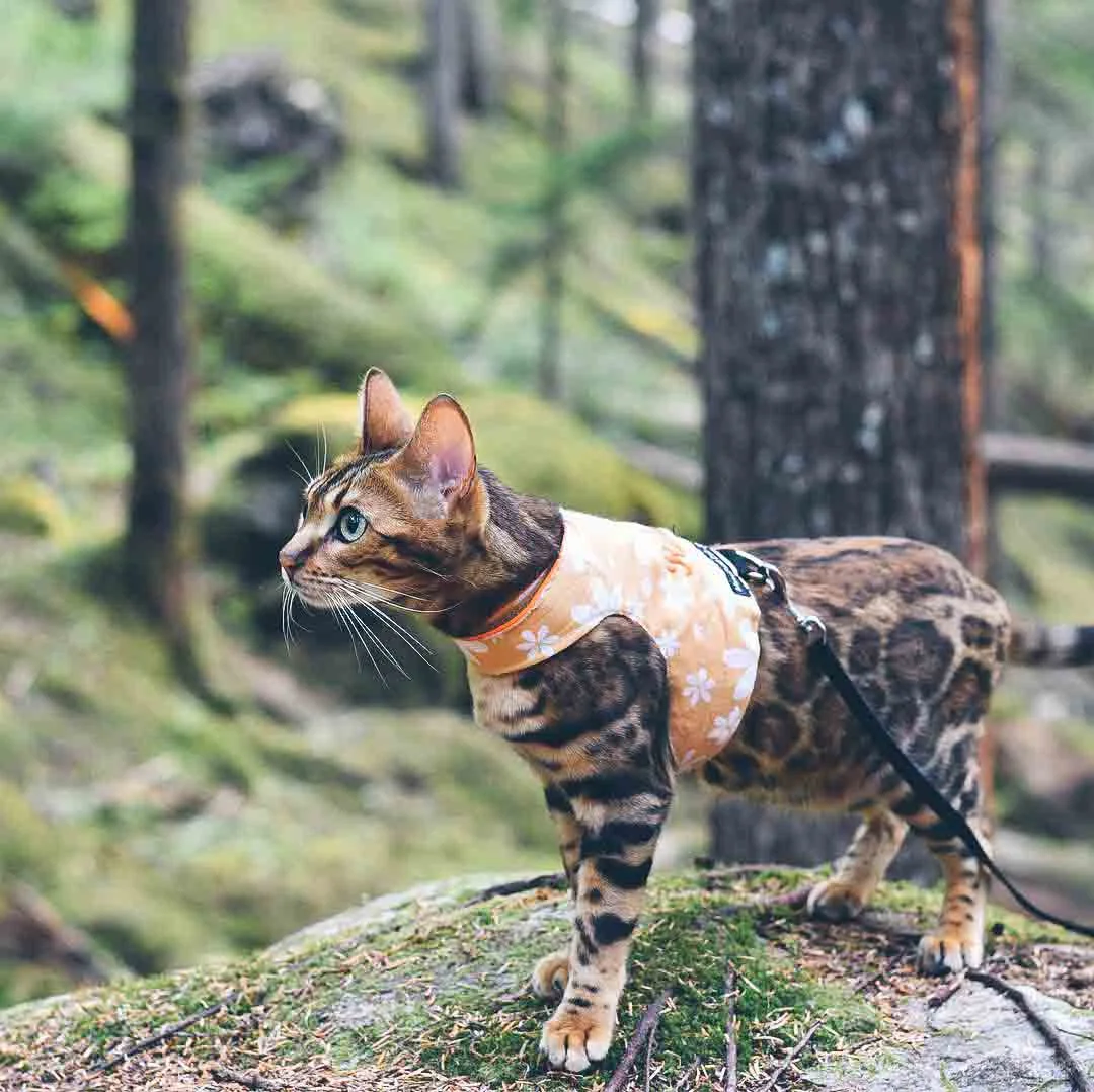 Mynwood Escape-Proof Cat Jacket & Harness – Handmade, Made-to-Measure Denim Harness For Adult Cats - View #9