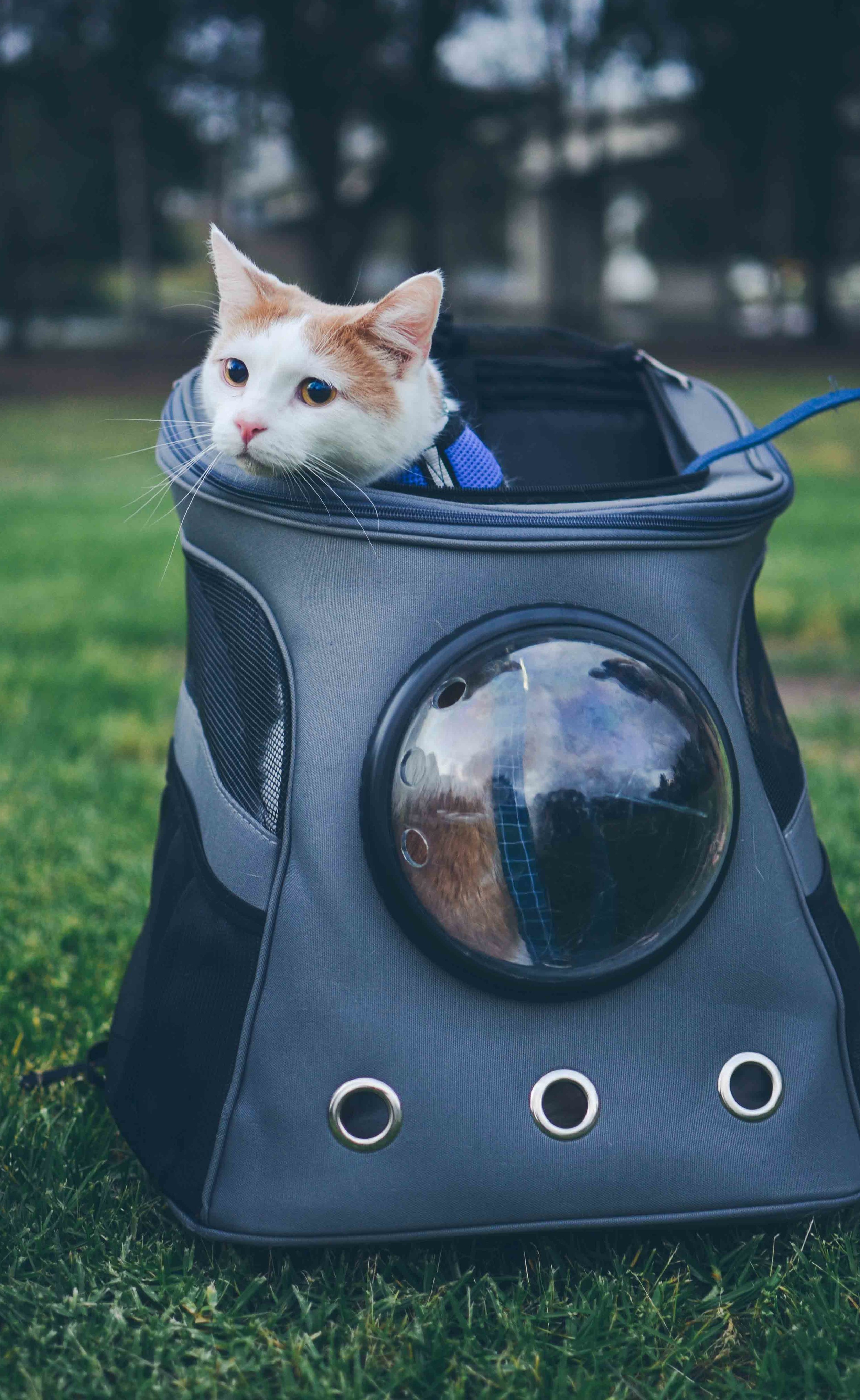 Cat Backpacks For Adventuring With Your Cat Catexplorer