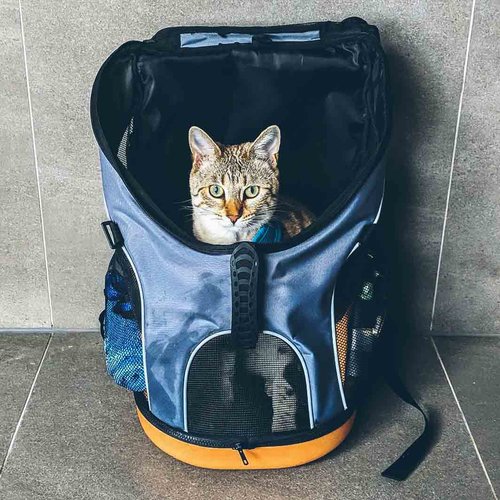 Cats Backpack Multi Pocket Zippered Backpack With Funny Cat 