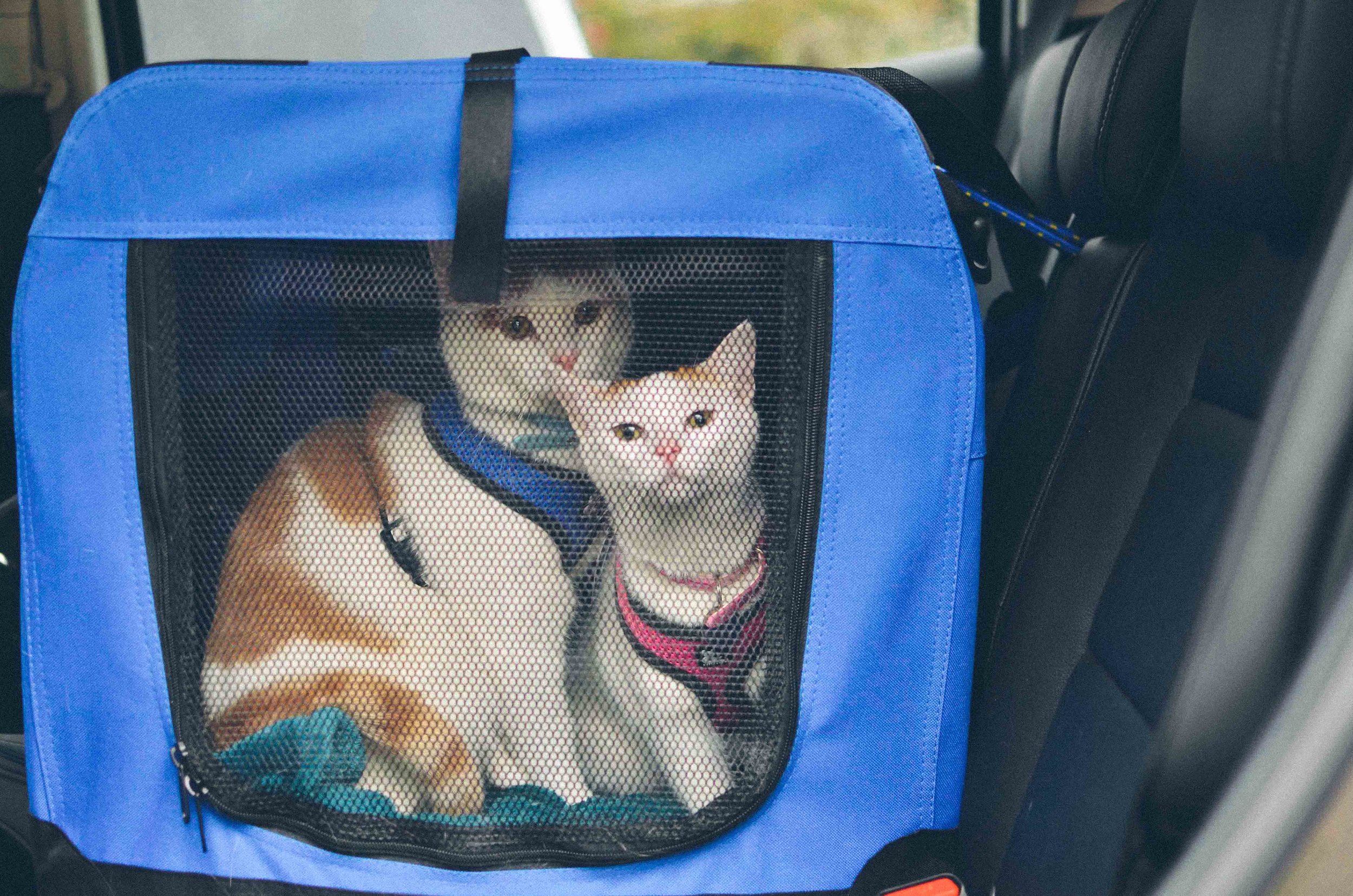 THE BEST CARRIERS FOR TRAVELLING BY PLANE WITH YOUR CAT