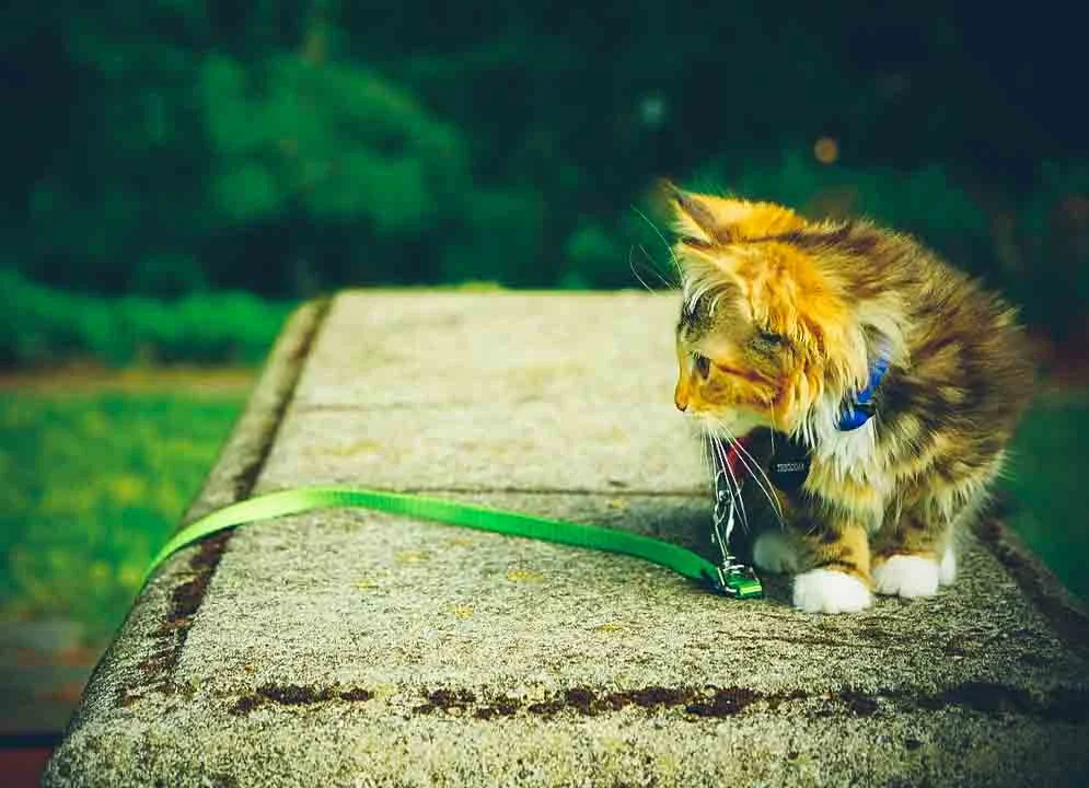 retractable cat lead