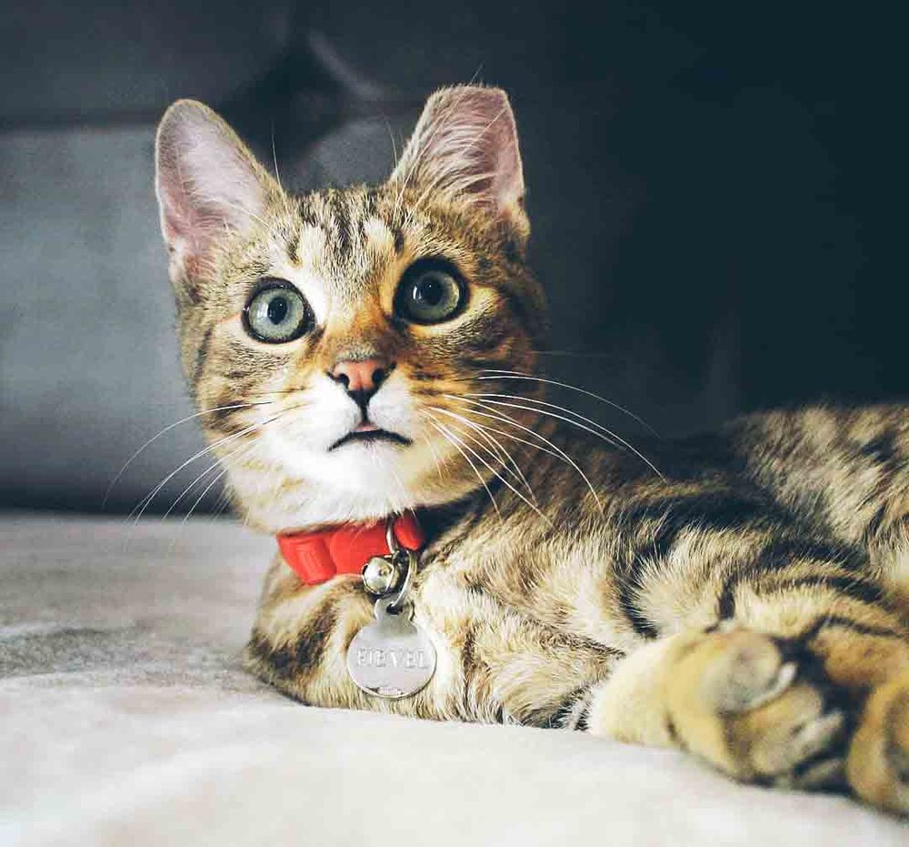 Do Cats Like Collars: Surprising Truths Every Owner Must Know