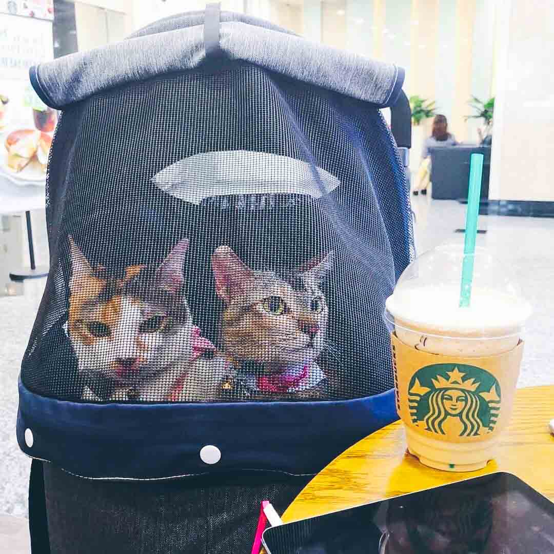 cat stroller for two cats