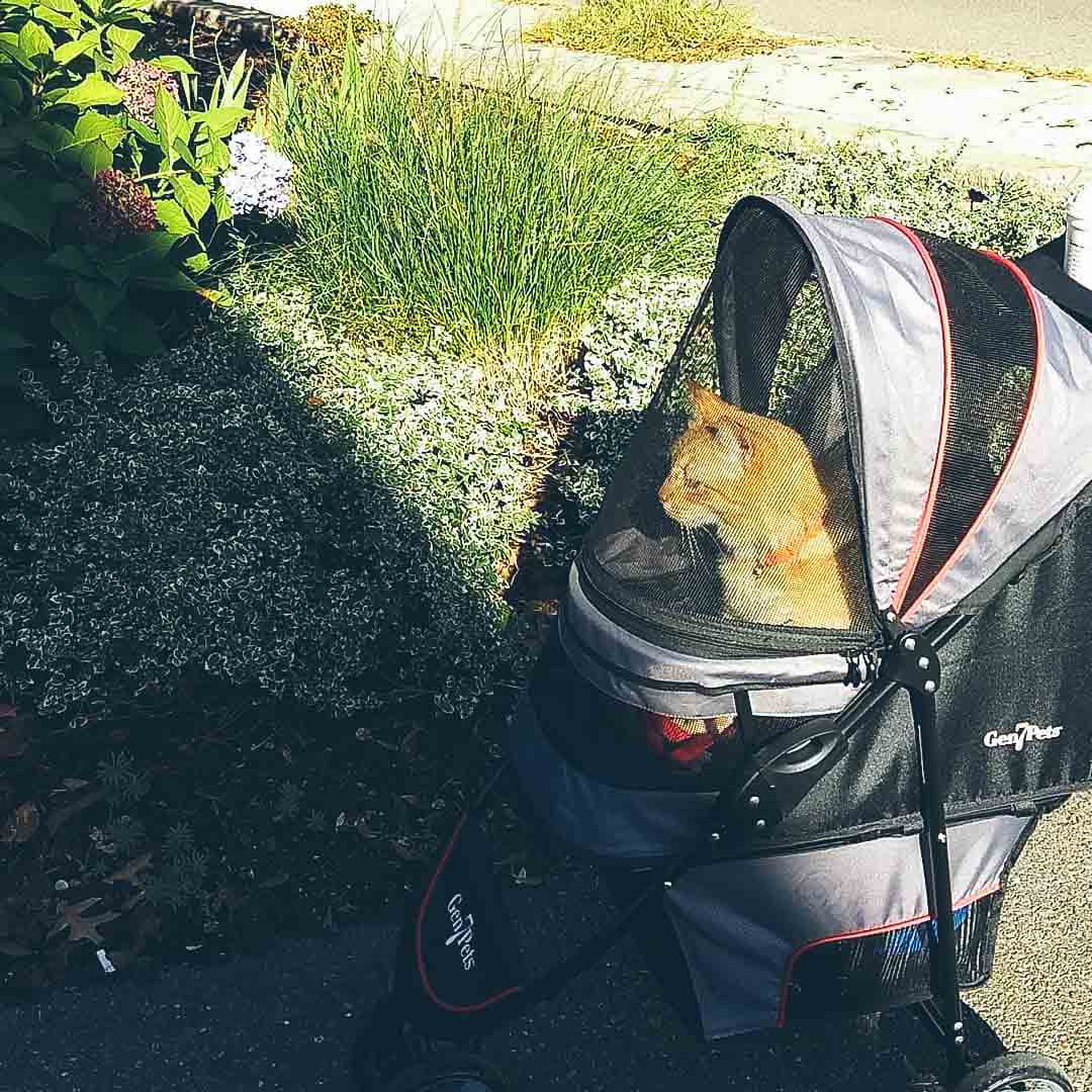best cat stroller 2019
