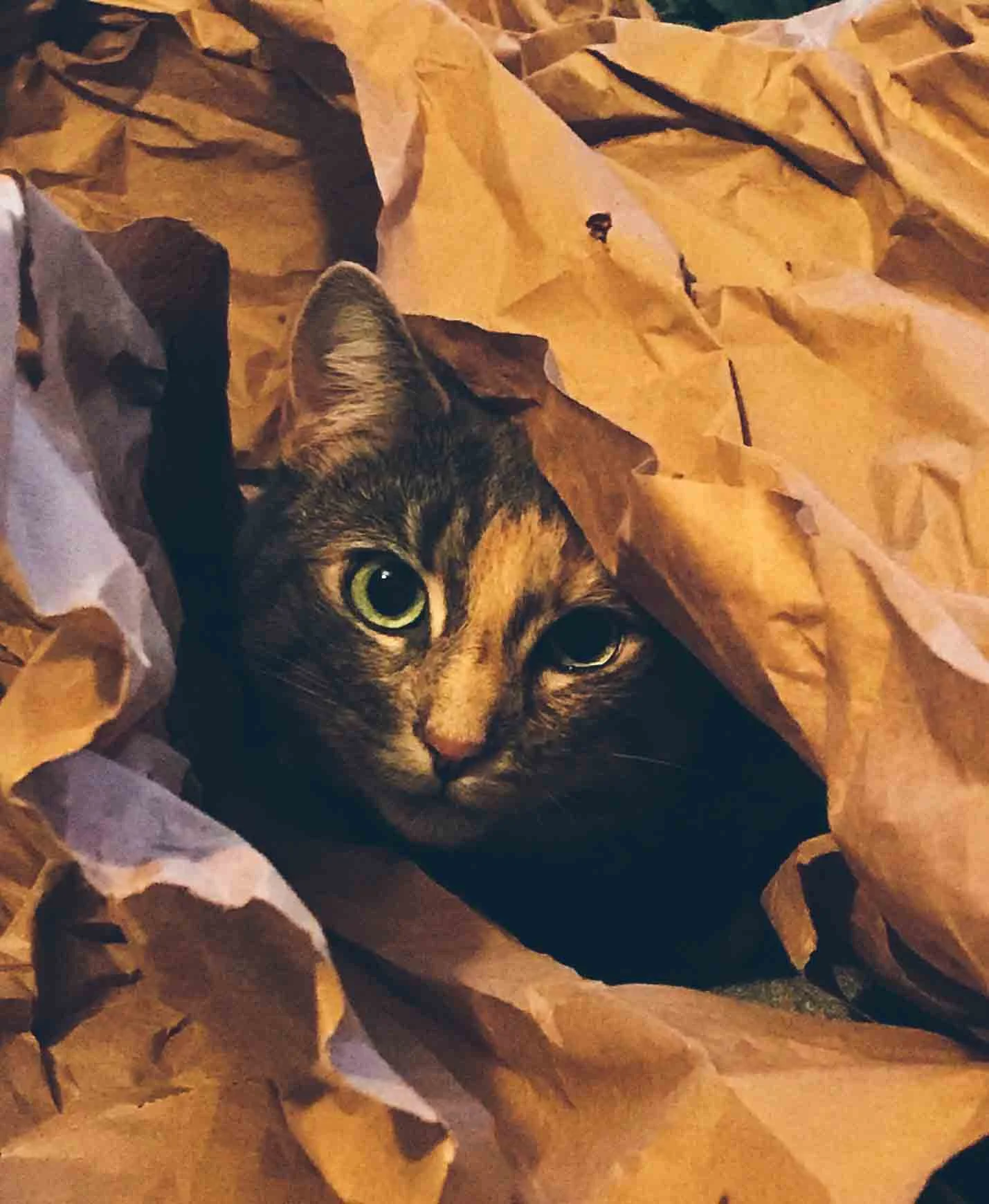 Cat in Favourite Toy of Crinkle Paper.jpg