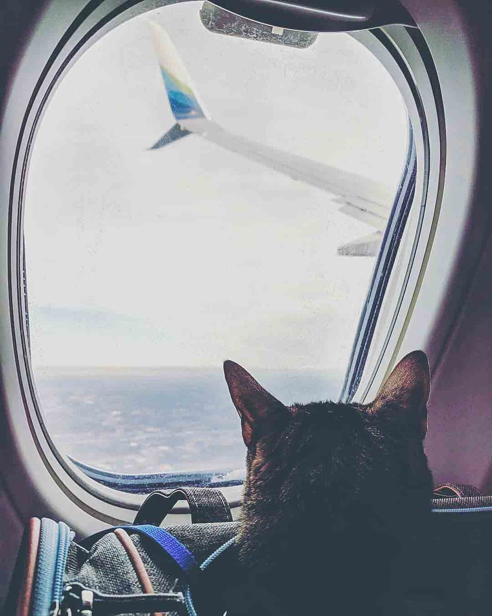 flying with a cat dogs on planes dog flying plane cat on plane airlines that fly dogs dogs on airplanes pets on planes traveling with a cat on a plane traveling with a dog on a plane pet airlines cat airplane taking a dog on a plane pet travel airlines pet flight cost flying on a plane pets on airplanes taking a cat on a plane cat flight tips for flying with a cat taking your dog on a plane taking pets on a plane tips for flying with a dog cat flying on plane flying with a kitten airplane travel with dog flying kittens airlines that take dogs taking my dog on a plane dog travel in flight flying with your cat cost to fly a cat cat airlines flying with my cat taking pets on flights dog flying airplane cost to take dog on plane dogs that can travel on planes taking dog on airplane dog on plane cost dog on airplane cost cat on the plane taking cat on airplane flying with a dog plane flights flying cat plane flying airplane flying flying plane flying with pets find a flight pet flights flight plane travel by plane dog airline carrier pet carrier for plane travel with pets airline pet carrier flight travel dog flight airplane travel flying with your dog fly flight fly airplane with your dog dog carrier for plane cost to fly a dog airline pet carrier dimensions plane fly dog flight cost get on the plane cost of flight dog carrier for airplane my pet fly airline cat carrier cat carrier for plane your flight pet carrier for airplane dog flight carrier cat carrier for airplane dog airline flying with my dog flight tips airlines that fly pets airplane pet carrier flight pet carrier airline travel with dogs get flights fly my pet cat flight carrier plane tips requirements for airplane travel flying with your pet make plane airline pet carrier requirements flying in an airplane airplane cat carrier airplane in flight paws on a plane airplane tips airline cat carrier requirements the plane flies pet carrier dimensions fly for cats make a flight requirements for dogs to fly to fly a plane requirements for plane travel pet requirements to fly airplane travel tips flights to can dogs that can fly on planes a flying airplane airlines to fly get plane flight to flight cat flight cost dog carrier for airplane travel travel with a cat airplane pet travel flights find airline flights do dogs fly dogs that fly airline cat carrier dimensions to get on a plane i fly planes airline requirements for dogs dog carrier for flying pet travel in flight which airlines fly pets plane travel requirements requirements to get on a plane traveling with your dog on a plane requirements to fly on a plane airlines and pets cat carrier for flying pets that fly cost to fly a cat on a plane requirements for pets to fly pet traveling on plane pet carrier for flying get a plane taking dog on flight take flights pets that can travel with you which airlines fly dogs flight you travel with dog in flight travel with airplane pets that can fly pet travel cost cat airline travel requirements to travel with a dog pets by plane dog flight requirements airlines that take pets cat can fly fly the airplane travelling by flight tip flights traveling with a cat on a plane cat on plane taking a cat on a plane your flight cat flight cat flying on plane taking pets on a plane flying with your cat cat airlines take flights flying with my cat taking pets on flights cat on the plane cat airline travel airlines that take pets what can i bring on a plane what can you take on a plane what can you bring on a plane what can i take on a plane plane flight what can you carry on a plane what can i carry on a plane can you take a cat on a plane can you bring a cat on a plane take a plane fly plane can i take my cat on a plane can cats fly on planes can i bring my cat on a plane what can i bring in my carry on what to bring on a plane how to travel with a cat on a plane what can you bring in a carry on what can i take in my carry on how to take a cat on a plane american airlines check my flight can we take pets in flight can you bring pets on a plane how to bring a cat on a plane can cats travel on planes what to bring in a carry on can you take pets on a plane how to bring cat on plane can i bring a cat on a plane what can you take on a carry on what to take on a plane bringing cat on plane can i take a cat on a plane what can i have in my carry on can you take your cat on a plane how to carry pets in flight how to take pets in flight what can you bring in your carry on what can i bring in a carry on can you bring your cat on a plane what to bring on a flight check in to my american airlines flight how to take cat on plane what can you bring on a plane 2021 can you bring cans on a plane in the flight or on the flight what can you have in your carry on american airlines cat bringing a cat on a plane what can you take in your carry on check plane how to travel with a cat by plane what to carry on a plane what can i take on a carry on what to bring in your carry on flying with a cat american airlines can you take animals on a plane how to fly with your cat how to travel with cat on plane can you bring animals on a plane can you bring cash on a plane can i bring cat on plane what to bring on carry on how to take your cat on a plane what can we take on a plane can i travel with my cat on a plane how to bring your cat on a plane can you carry cash on a plane carry on plane what can i bring on carry on can i take my pet in flight can you travel with a cat on a plane how can i take my cat on a plane can we carry pets in flight your plane can we bring pets in flight how to bring pets on flights can you take your pet on a plane how to fly a cat on a plane can i bring my pet on a plane how to take cats on a plane how to take a flight can a cat fly on a plane can i take my pet on a plane can cat travel in plane what can i bring on a flight what can you take on a flight how to take my cat on a plane flight take up what can we bring on a plane can i carry my cat on a plane how to bring a pet on a plane can we take cats in flight how to take a pet on a plane can you fly with your cat can you take cash on a plane how to travel with your cat on a plane how do cats travel on planes can a cat travel on a plane can you fly a cat on a plane take your pet what can you bring on a flight can i bring cash on a plane can i take cat on a plane can you travel with cats on a plane can i take my cat on a flight carrying pets in flight can you take pets on flights what can i take on a flight what can you bring on a plane carry on where my flight can you carry pets on a plane how to bring pet on plane american airlines cat carry on bring pet on plane what can you bring as a carry on how to bring my cat on a plane can i carry cash on a plane can you bring your pet on a plane take a plane or take a flight what can you take with you on a plane can you take emotional support animals on planes can you fly cats on a plane can we take animals in flight taking animals on a plane can i travel with my pet in plane how to travel on a plane with a cat how to fly your cat on a plane how do i fly with my cat how to take a plane how to take cat in flight how to fly with my cat how do you take a cat on a plane american airlines what can i bring in my carry on how do you travel with a cat on a plane what can i take in carry on american airlines check in for my flight to take a plane take on plane can you carry a cat on a plane what can you take as a carry on taking your cat on a plane how can i bring my cat on the plane can you bring on a plane can you travel with your cat on a plane can you bring a cat on the plane how can i fly with my cat can i take my cat on the plane can i carry pet in flight taking my cat on a plane take my flight can i travel with a cat on a plane how can i travel with my cat on a plane can i fly my cat on a plane how to take my pet in flight bringing cash on a plane what can i bring on a plane carry on what to take in your carry on can i bring cats on a plane can we carry cat in flight what can you bring on your carry on what make up can you take on a plane airline cat on my flight how to bring your pet on a plane what is your plane can i bring my cat on the plane what can i bring on my flight can you bring cats on planes what can you bring carry on plane best airline for cats can you bring a carry on on american airlines what can take on a plane how to carry a pet in flight can i take cat on plane how to carry cat in flight american airlines fly with cat can i take pets on a plane what can i take on my flight can i take cash on a plane how do cats fly on planes flight take taking cats on flights how to get a cat on a plane can you take a cat on the plane how do i take my cat on a plane can we take pets on flight what can we carry in flight can i bring a pet on a plane how to take your pet on a plane take on flight can cats fly on american airlines how to check what plane your flying on on my flight or in my flight how to carry cash on a plane can you bring pet on plane flying with cats american airlines what can you take on a plane carry on take a flight or take a plane how to take pet on plane what can you bring with you on a plane can i take a pet on a plane american airlines travel with cat how to know what plane your flying on taking cat on flight how do i bring my cat on a plane can i bring pet on plane american airlines flying with a cat american airlines cat travel what make up can i take on a plane emotional support cat on plane what can i bring carry on what can carry on a plane what to bring for a flight what can i do on a plane how cash can you carry on a plane where is your flight best flights to take can you bring an animal on a plane what to bring in my carry on what to take on flight how to bring animals on a plane what to bring on a plane carry on take up flight how can i bring my pet on a plane how to fly cats on airlines what animals can you take on a plane what to bring for flight take your flight bringing animals on a plane what can you bring on plane carry on can i take a flight can you travel with cat what can bring on a plane can you bring an emotional support animal on a plane what can we carry on the plane is your flight bringing my cat on a plane what to bring to a flight can you take an animal on a plane bring pets on flight best airline to fly with cats what to bring carry on plane cats as carry on plane can cats travel in planes how to travel with a cat on plane what can you take from a plane what can i take on a plane carry on how to take a cat on the plane your airline what to take on carry on taking a cat on a flight taking your pet on a plane can you carry on a plane your carry on can i take pet on plane what can you take in carry on carry cat on plane how to fly a pet on a plane how to travel with your pet on a plane how to travel on plane with cat can i bring make up on a plane how do you bring pets on a plane how to bring an animal on a plane how to take an animal on a plane what can i carry on a flight how to take animals on a plane can you take pet on plane how can i take my pet in plane what to bring with you on a plane cat on a flight how to travel by plane with a cat can you take a pet on the plane traveling with my cat on a plane bringing your cat on a plane can cats fly on a plane how to travel with a cat plane what can you carry on your carry on what animals can you bring on a plane what airlines take pets get your flight what can i bring in the plane how to travel with cat in plane how to carry a cat on a plane what can you take as carry on what can you bring as carry on how do you take a pet on a plane what to bring when traveling on a plane how to bring a cat on american airlines what to bring on a carry on on a plane how to bring pets on a plane what can be in your carry on how to take animals in flight what we can take in flight find your plane how to travel with a cat in a plane cats and planes airlines that take cats what can you carry on a flight can you take a flight what to take on a carry on how to bring pets in flight what pets can you take on a plane can i bring pets on a plane carry pet on plane how to bring animal on plane bringing a cat on american airlines what can i fly with in my carry on how do you know what plane your flying on taking an animal on a plane pets you can take on a plane how do i fly my cat on an airline bring on a plane what pets can you bring on a plane traveling with a cat plane what can i take carry on a plane take up plane what to bring on my carry on airline what can you bring what can you take carry on a plane plane which airlines take pets where is your plane when your flight how to know which plane your flight is fly cats on airlines how to bring cash on a plane how can i take my pet on a plane what to bring in a plane animals you can take on a plane what can you bring on a plane with you make your flight carrying cash on a plane carrying animals on planes bring animal on plane how to get your pet on a plane how to take cats on plane about my flight what can you bring for carry on what to bring for carry on what can i travel with in my carry on how to take your pet on the plane what to take with you on a plane can cats travel by plane how to take a pet on a flight fly your plane how to take a pet in flight taking cash on a plane know your flight how to take your pet on an airline what can you take in the plane what can i carry on to a plane what i can bring on a carry on what can you take on plane carry on what can carry on plane with you what can you take on the plane in carry on taking an emotional support animal on a plane what to take for a flight traveling with a cat on plane carrying pets on a plane airlines that take animals what can i bring on plane carry on what can you have in your carry on when flying what can i and can i take on a plane what to take on my carry on what to take on your carry on what can you take on a flight carry on flying cats on a plane what can be bring on the plane carry on cats plane which airline is best for pet travel what can i take on carry on plane what can we take on a carry on what you can take on your carry on what can you take on airlines what i can take on plane what can we take on plane what can you take on a carry on flight what can i take on a plane in carry on can you take flights can cats fly on airlines what you can bring on a flight what to bring in plane carry on what can i take on an airline cat flight things you need for a cat cat needs cat cleaning your cat everything you need for a cat i need a cat having a cat fly cat you are a cat everything about cats things cats need you are cat cat you cat have i have cats travel with a cat fly with cat everything a cat needs you have a cat things you need for cats everything cats things i need for a cat things you need for a new cat cat for you all you need is a cat things you need for your cat all you need is cat things needed for cat everything you need for a new cat have you the cat everything i need for a cat have cat everything for cats i need the cat cat things you need you need a cat things your cat needs cat and you needs of a cat you are the cat cats to you everything needed for a cat things every cat needs cat in need cat with you needs for a cat you are the cats make your cat things you need to have a cat things i need for a new cat needs for cats to have a cat things all cats need cat you are i need this cat you as a cat things needed for a new cat it was you cat all the things you need for a cat fly with your cat new cat needs having a new cat everything you need for your cat cats on everything everything you need for your new cat everything is a cat cat flight flying cat flying with a cat cat on plane traveling with cats on a plane international flying with cats in cabin dogs on planes traveling with a cat on a plane cat airplane airlines that allow cats in cabin flying with dog taking a cat on a plane dogs on airplanes pets on planes traveling with a dog on a plane first time flying tips flying tips loud cat on plane dogs flying on planes taking a dog on a plane flying with your dog tips for flying with a cat keep cat from meowing on plane bringing a cat on a plane bringing cat on plane international travel tips flying with a cat internationally air travel with dogs cats on long flights pets on airplanes flying with a puppy in cabin travel litter box airplane flying for the first time tips flying with a cat for the first time tips for long flights cat friendly airlines traveling with cat air travel with cats tips for flying with a dog flying with two cats flying with a kitten cat in cabin international flight flying with a small dog flying cats on planes best way to sleep on a plane traveling with a puppy on a plane flight tips flying with your cat air tips plane tips airlines that allow cats taking pets on a plane flying with an anxious dog air travel tips cost to fly a cat flight anxiety tips flying with my cat tips for booking flights dogs allowed on planes airplane tips flying a puppy on a plane cat plane ticket taking a puppy on a plane taking your dog on a plane flying with your dog in the cabin first time traveling on a plane best way to fly with a dog flying kittens traveling with a cat airplane airplane travel tips best time to buy international flights 2021 long flight with cat taking my dog on a plane transporting cats on a plane cat flight ticket tips for flying with a puppy traveling with a cat internationally cat flight cost airline travel with dogs taking cat on airplane best way to fly with a cat bringing pets on planes cat carry on flights that allow cats airplane travel with dog tip ticket cat international flight fly for cats bring a dog on a plane tips for sleeping on a plane first time on a plane tips dogs on flight small dogs on planes fly with your pet flying cat animal cat on the plane transporting a cat on a plane cat airlines cat plane ticket cost airlines that allow cats in cabin international cost to bring cat on plane cat flying airplane taking a cat through airport security flying with a cat tips taking my cat on a plane best airline for cats taking pets on flights flight with cat in cabin international travel with cat flying anxiety tips cat can fly cat airplane ticket international flight tips first flight tips tip flights taking animals on a plane taking dog on airplane flight ticket for cat traveling internationally with a cat cost to fly a cat on a plane air travel with cats in cabin bringing your dog on a plane international travel with cat in cabin taking cats on flights bringing dog on airplane taking your cat on a plane cost to fly with a cat flying cats internationally flight tipping tips for buying plane tickets airline travel with cat tips for flying for first time dogs and flying air travel for pets flying with your cat in the cabin animals flying on planes flying internationally with a cat cat in plane cabin tips for flying with a cat in cabin airline cat traveling with a kitten on a plane taking cat on flight plane travel tips airline travel tips first time flight tips taking dog on flight cats in cabin flight transport puppy on plane flight with pets cost to take cat on plane taking small dog on plane cat in airplane cabin cost to fly with cat bring dog on flight bringing my dog on a plane plane anxiety tips kitten airplane best airline to fly with cats first time flight travel cat meowing on plane tips for flying with cats in cabin tips for traveling with a dog on an airplane traveling with your dog on a plane traveling with kitten on plane tip fly ticket cats and flying cat carry on luggage first time on plane tips bringing my cat on a plane carry on cat airplane travel with small dog on plane traveling with two cats do cats fly well first time on airplane tips cat airport security pet traveling on plane which airlines allow cats tips on flying for the first time flying first time tips cat in an airplane cats and airplanes taking a cat on a flight flying internationally with cats sending cat by plane tips for flying internationally flying overseas with a cat flying with cats internationally best airline to fly with a cat tips for buying airline tickets tips for traveling with a cat on an airplane when cats fly sending a cat on an airplane first time on an airplane tips traveling with a cat plane pets by plane tips for flying first time traveling for the first time by airplane bring cat on airplane cat on a flight tips for flying with dog in cabin plane for dogs travel tips for long flights flying cat flying with a cat pets on planes cat on plane traveling with a cat on a plane cat airplane pets on airplanes cat flight cats on long flights fly for cats traveling with a cat airplane cat on the plane long flight with cat pet traveling on plane cat flying airplane pets by plane cat in an airplane when cats fly cats and airplanes traveling with a cat plane cat on a flight plane flights plane flying airplane flying flying plane flight travel flying with pets pet flights flight plane airplane travel travel by plane us flight travel with pets fly flight fly airplane plane fly flying on a plane airplane plane long distance flight long plane flying in an airplane airplane in flight the plane flies to fly a plane cat flying on plane a flying airplane flight to flight i fly planes airplane distance pets that fly travel with airplane long distance airplane fly the airplane travelling by flight long airplane to travel by plane i fly airplanes fly by airplane a flying plane pet travel in flight fly as a pet i travel by plane flight of planes long distance planes an airplane flies pets travel with us flight a plane i fly a plane pet travel flights fly in flight the airplane is about to fly plane fly by flight and fly flight with us fly and flight flight on plane airplanes fly in the travelling with pets in flight to fly an airplane pet travel to us i fly in a plane to fly on a plane plane to fly planes that fly flight on airplane to fly by plane pets and flying pets travelling on planes fly in the plane airplane and plane fly long distance flying by airplane cat and fly airplane flights from an airplane flying fly flight flight fly with a plane pets on long flights long flight planes fly with airplane cats and planes flight of airplane flying long distance with cat a cat flying planes for long flights cat long flight fly by a plane long flight airplanes airplane airplanes airplane to fly airplane is flying flight by plane airplane fly in planes fly in the long distance flight with cat cats and flying on airplanes flying on the airplane flying with airplane plane flying plane cat travel flight pet travel airplane airplane flying by airplanes to fly fly in cat traveling with a cat on an airplane long flying airplane pets and planes a plane flight traveling with a cat on plane planes airplane plane flying in fly be planes flying in the airplane cat flying an airplane long airplane flights cats traveling in airplanes flying cats on a plane traveling with a cat on airplane flying pets on planes flying flying plane pets and airplanes airplane flights to in flight planes flying plane plane airplane travel us how to travel with a cat on a plane how to take a cat on a plane how to bring a cat on a plane how to bring cat on plane how to keep cat calm on flight how to take cat on plane how to travel with a cat by plane how to travel with cat on plane how much to fly a cat on a plane how much to bring a cat on a plane how do cats travel on planes how can i take my cat on a plane how to fly a cat on a plane how to take cats on a plane how to take my cat on a plane how to take your cat on a plane how to travel on a plane with a cat how much to ship a cat on a plane how to bring your cat on a plane how much to bring cat on plane how much to take a cat on a plane how much is a plane ticket for a cat how much is a cat plane ticket how to transport a cat on a plane how to bring my cat on a plane how to travel with your cat on a plane how much to take cat on plane how to take cat in flight how do you take a cat on a plane how do you travel with a cat on a plane how much does it cost to take cat on plane how much is it to ship a cat by plane how much does it cost to bring cat on plane how can i bring my cat on the plane how much to fly my cat on a plane how can i travel with my cat on a plane how to fly your cat on a plane how to carry cat in flight how to prepare a cat for a flight how to prepare cat for flight how to fly with cats in cabin how do cats fly on planes how much does a cat plane ticket cost how to get a cat on a plane how do i take my cat on a plane how to travel with a kitten on a plane how to take a kitten on a plane how to take a cat on an airplane how to take cat on airplane how to travel with two cats on a plane how to travel on plane with cat how to keep a cat calm on a plane how do i bring my cat on a plane how to travel by plane with a cat how are cats transported on planes how do you bring a cat on an airplane how to travel with cat in plane how to travel with a cat on an airplane how to bring a cat on american airlines how to fly cats on airlines how to prepare your cat for a flight how much is an airline ticket for a cat how to travel on plane with two cats how to travel with a cat in a plane how to travel with a cat on plane how to take a cat on the plane how to transport cat on plane how much to send a cat on a plane how much is it to transport a cat by plane how to fly cat on airplane how much to fly cat on a plane how to travel with a cat airplane how to bring cat on airplane how to calm a cat on a plane how to take cat on international flight how much is a flight for a cat how to prepare cat for air travel how much is a flight ticket for a cat how to travel with a cat plane how to bring a cat on an airplane how to fly with a cat in cabin how to carry a cat on a plane how to travel with cat on airplane how to transport a cat on an airplane how much is it to fly cats on a plane how to bring a cat on a plane southwest how to ship a cat on a plane how to prepare a cat for air travel how to send a cat on a plane how do i fly my cat on an airline how do cats travel on airplanes how to travel with your cat on an airplane how to take cats on plane how to travel with cats on long flights how to fly a cat on an airplane how to fly a cat alone how to take cats on airplane traveling with cats on a plane international keep cat from meowing on plane flying with a cat for the first time can i buy a seat for my cat on an airplane is it cruel to take a cat on a plane cat on 12 hour flight loud cat on plane flying with a cat