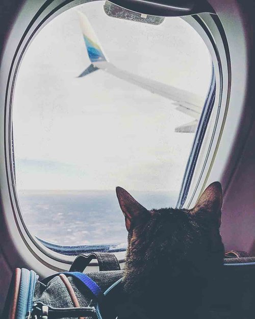 Flying With Your Cat or (Small) Dog