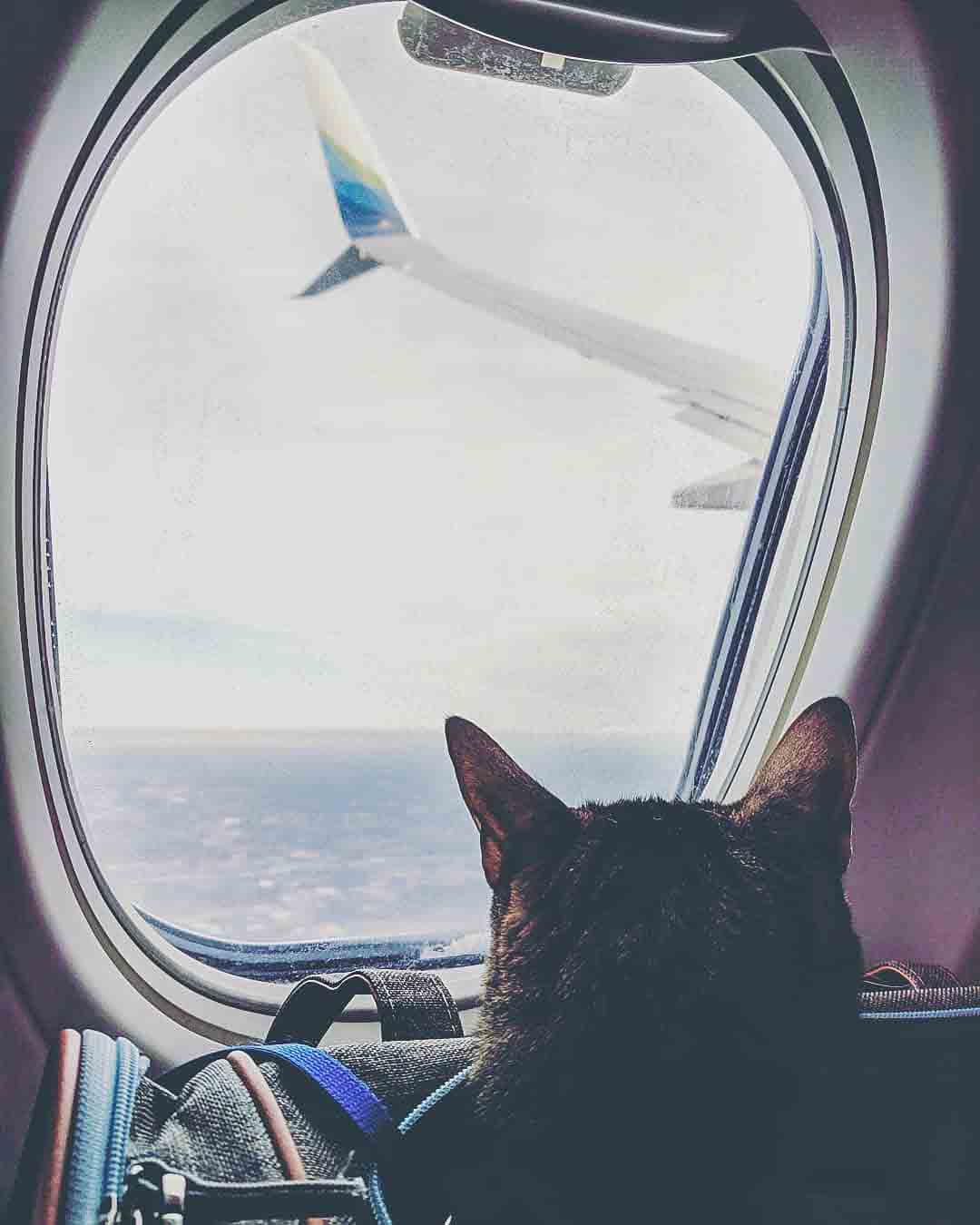Can you take a pack and play on a plane How To Take Your Cat On A Plane Catexplorer