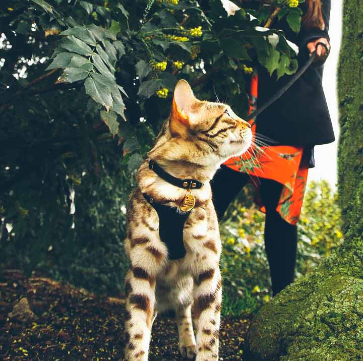 Supakit - Cat Harnesses