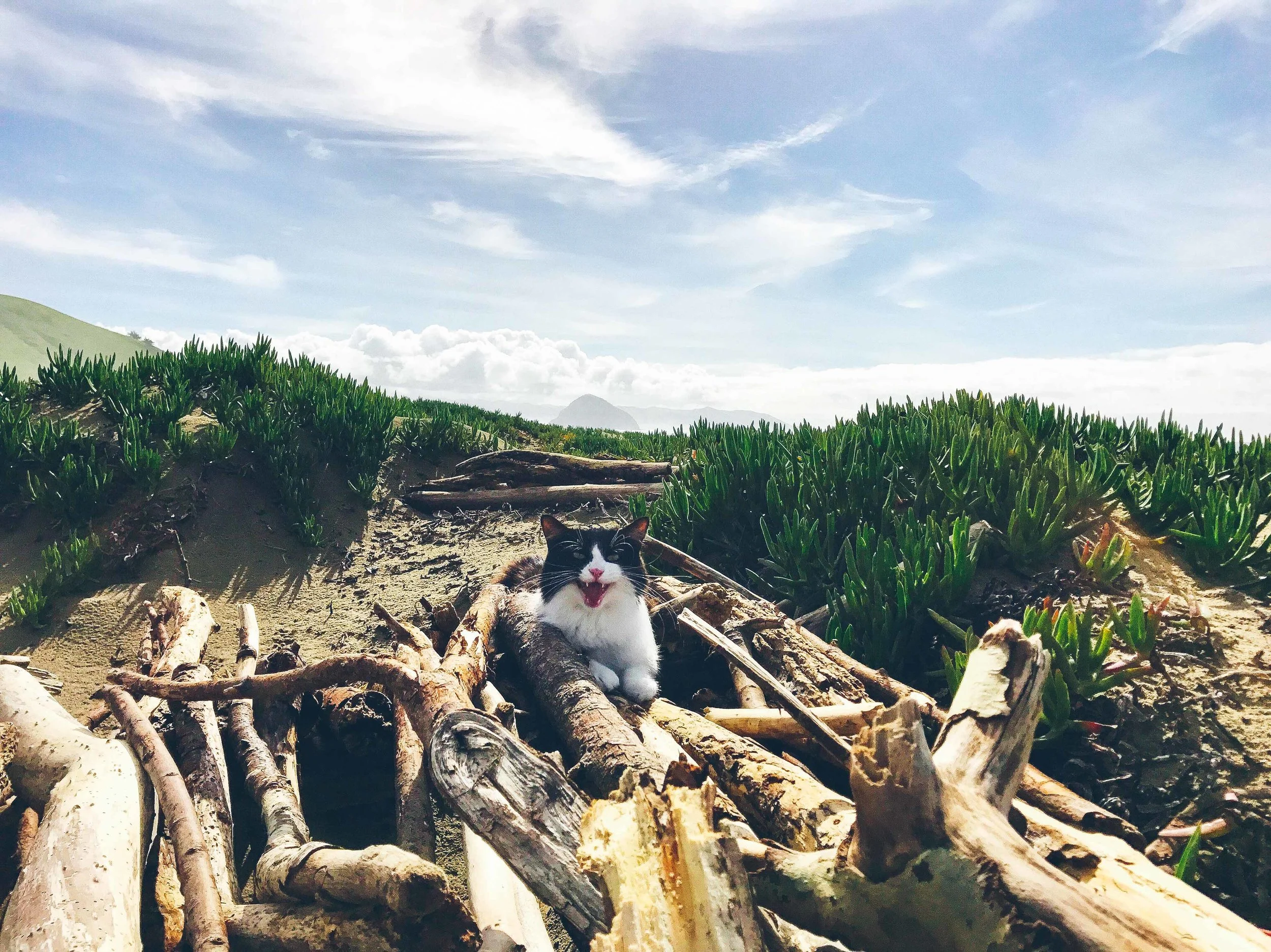 Mav_MorroBay_WoodPile.jpg