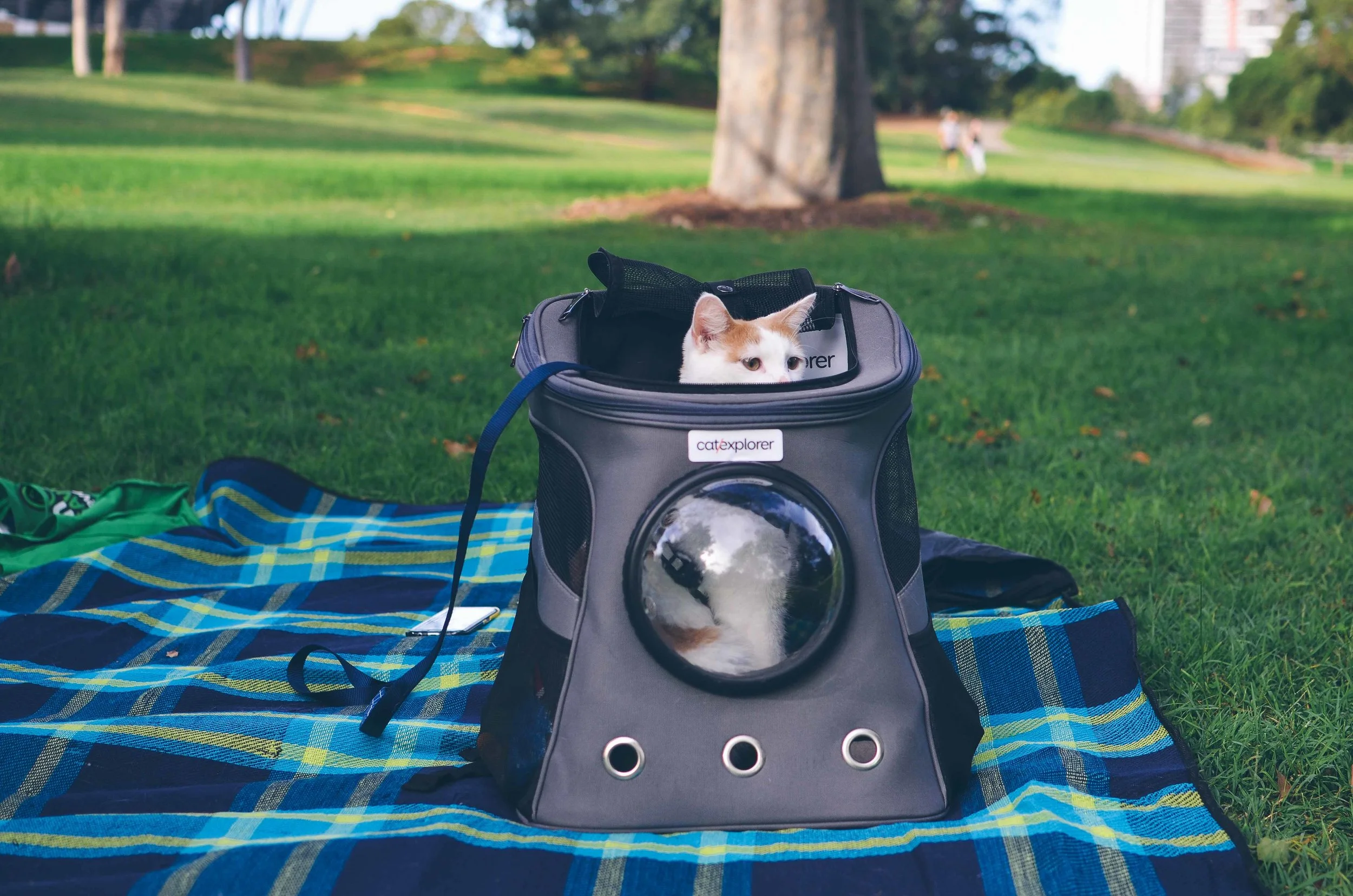 A backpack for your cat new arrivals