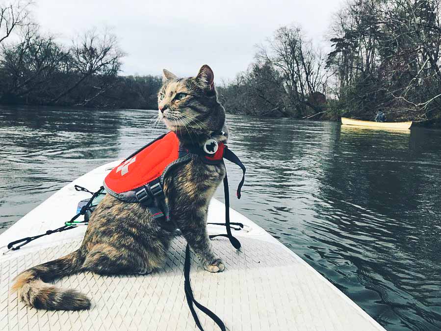 Posts about life jacket for cats on P & P Furball Factory