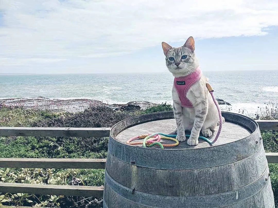 Instagram: @kiara_thekitty