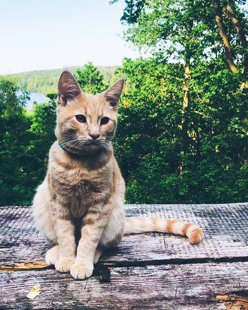 cat first aid kit list