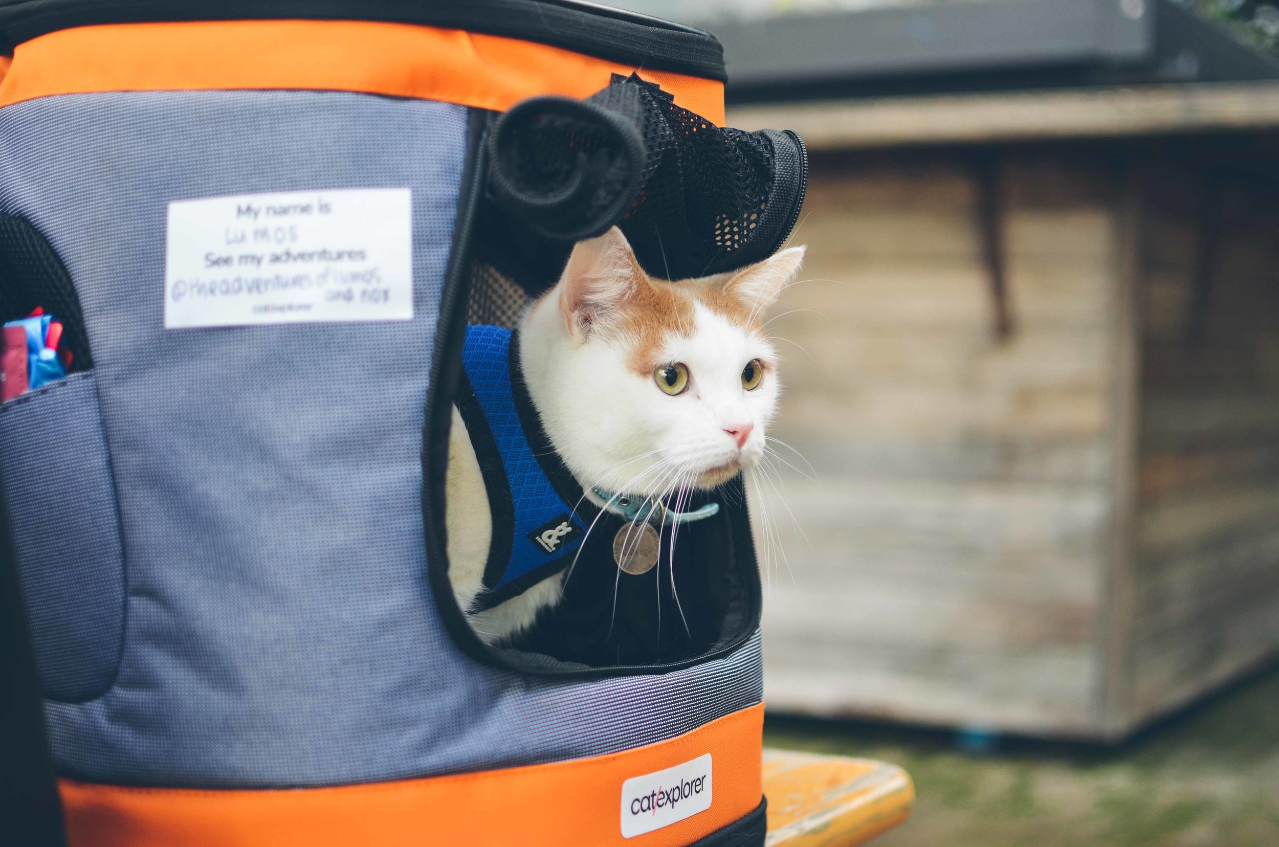 cat in a backpack