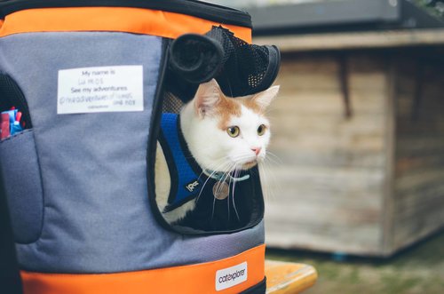 cat backpack