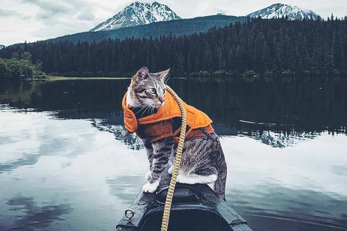 Cat wearing winter jacket  Cats, Winter jackets, Cat photo