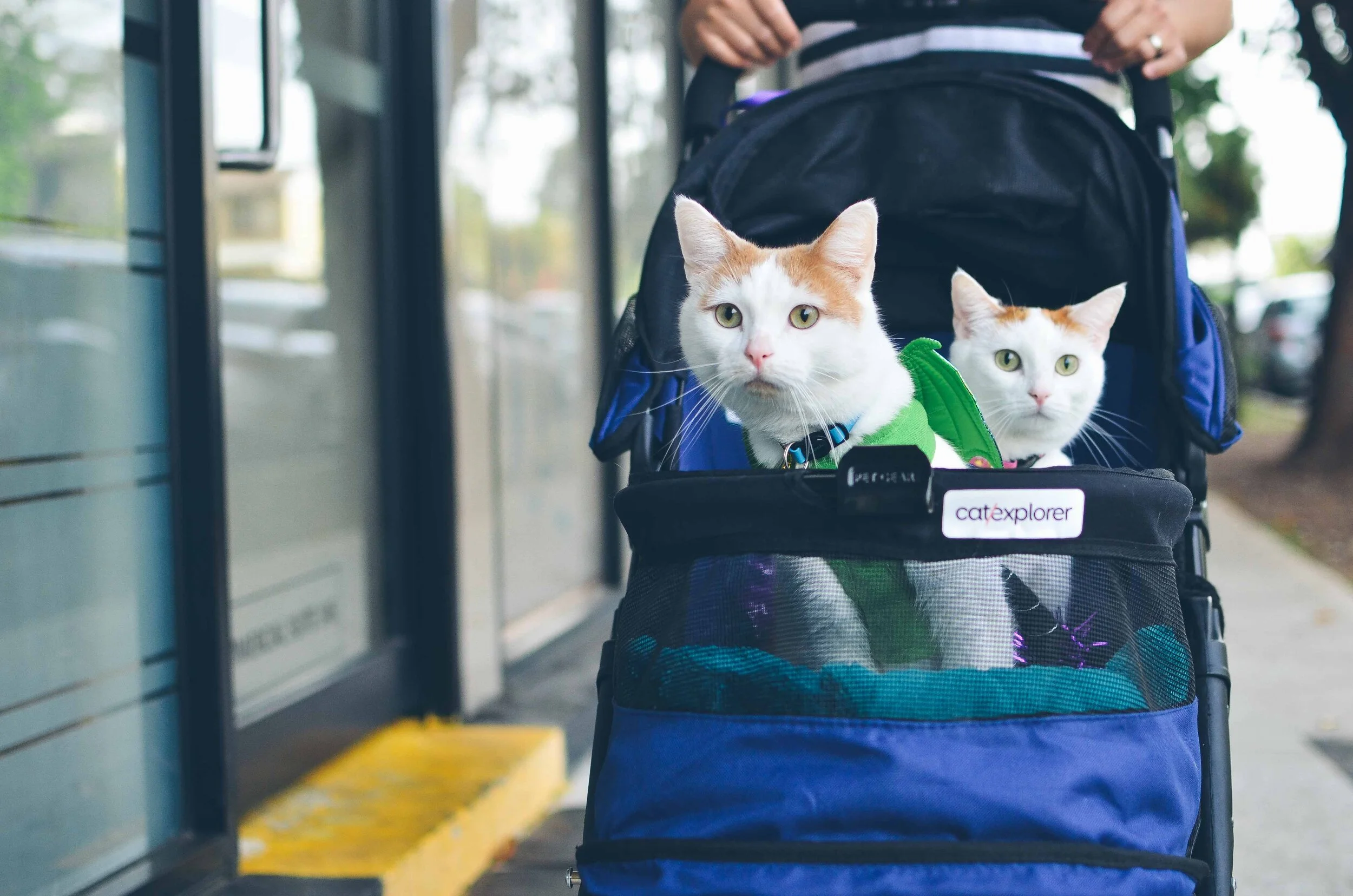 cat jogging stroller