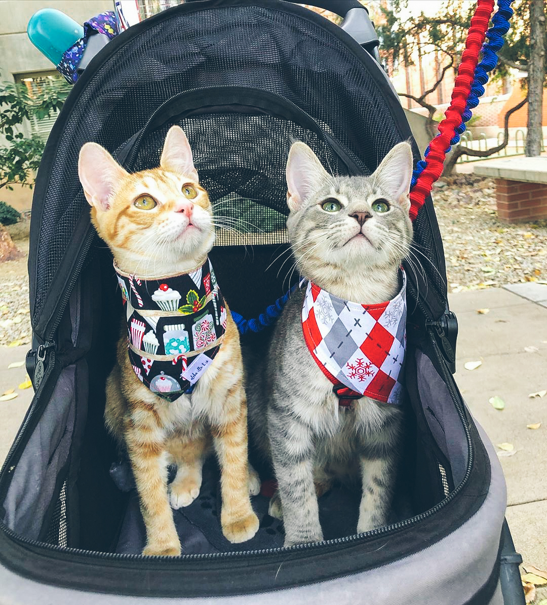 cat stroller for two cats