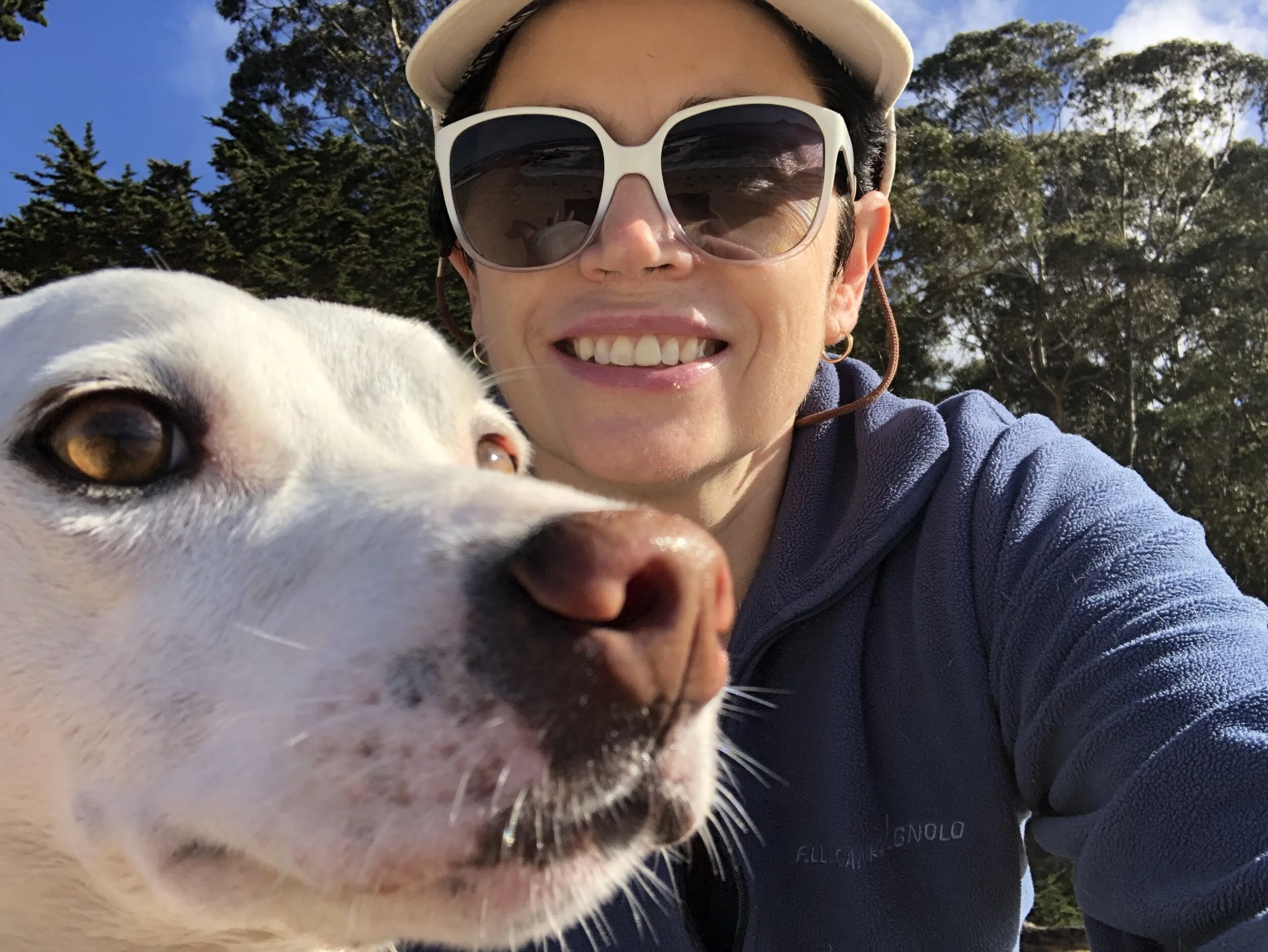 rocket dog sunglasses