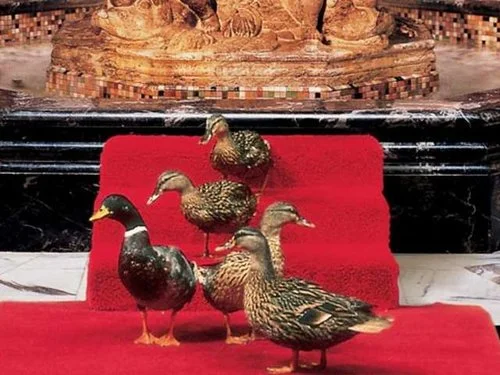 Get Up and Go Bunch goes to the Peabody Hotel