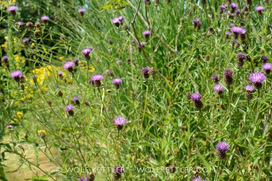 A closer look at a Common knapweed plant | Wolf Kettler