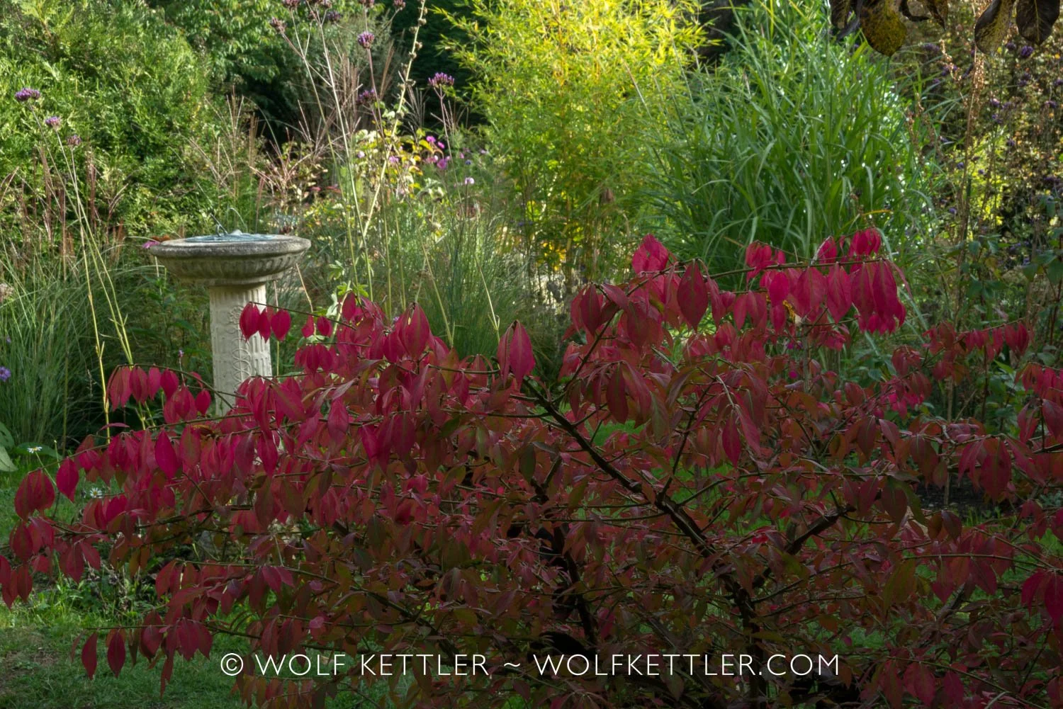 Autumn in the Imperfect Garden