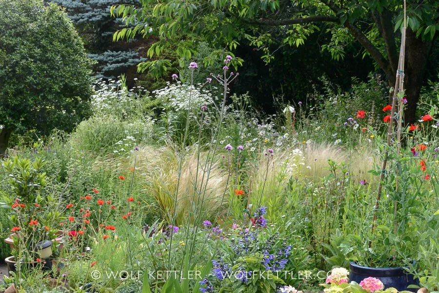 Morning in the artist's Imperfect Garden | Wolf Kettler