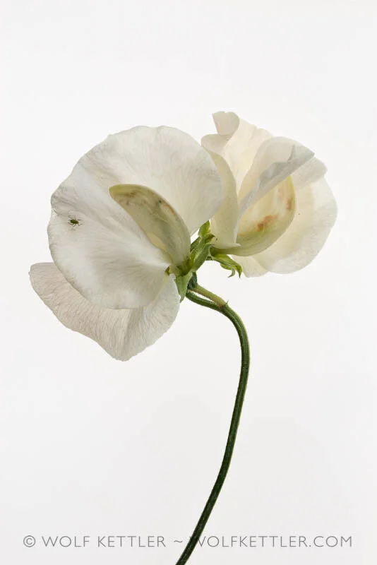 Lathyrus odoratus (Sweet pea) from the series Deadheading