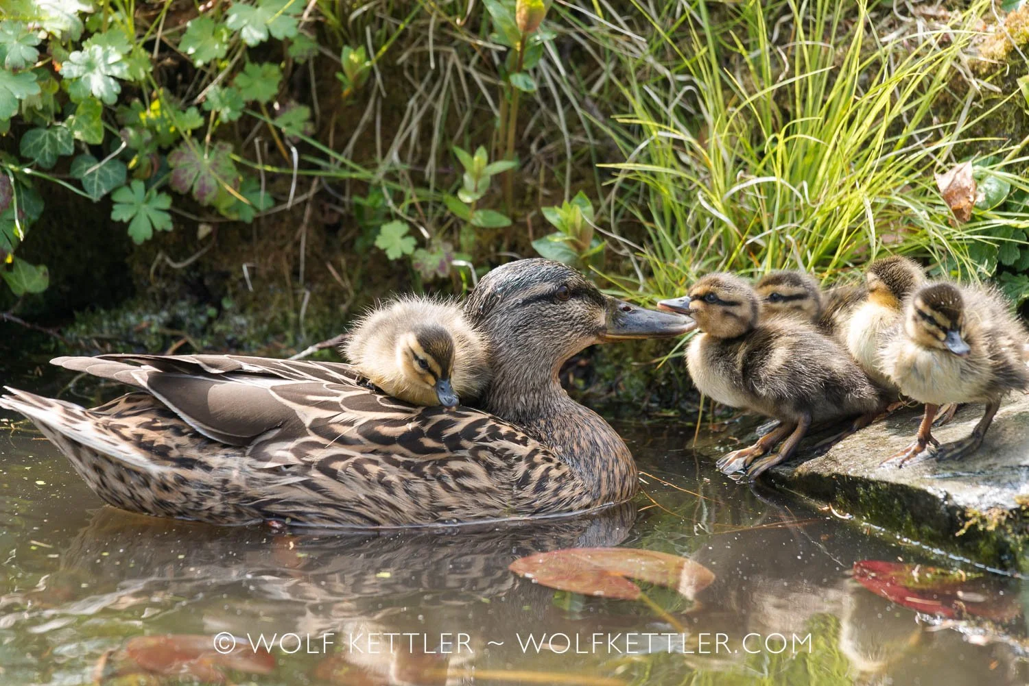 Ducklings born in The Imperfect Garden with their attentive mother