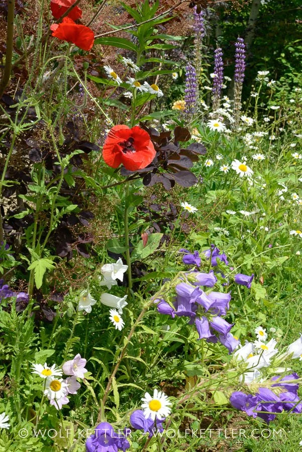 A dense, overflowing garden border featuring a mix of smoke bush, lupins, and self-sown wildflowers lining a driveway.