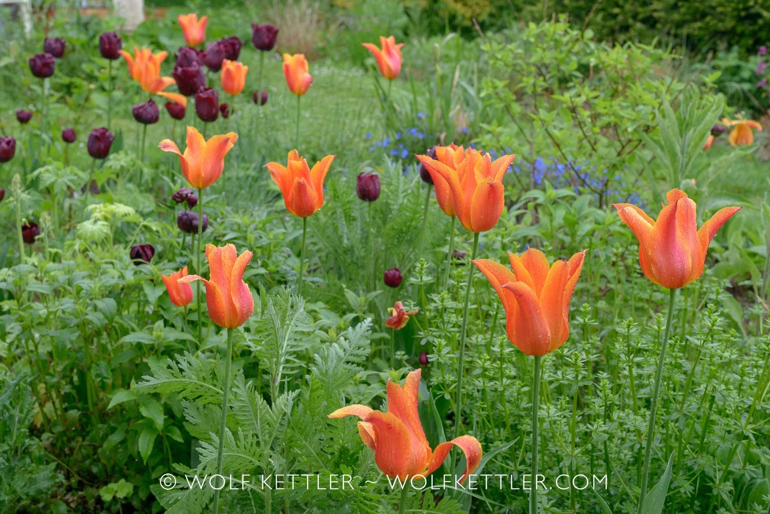 Spring in The Imperfect Garden