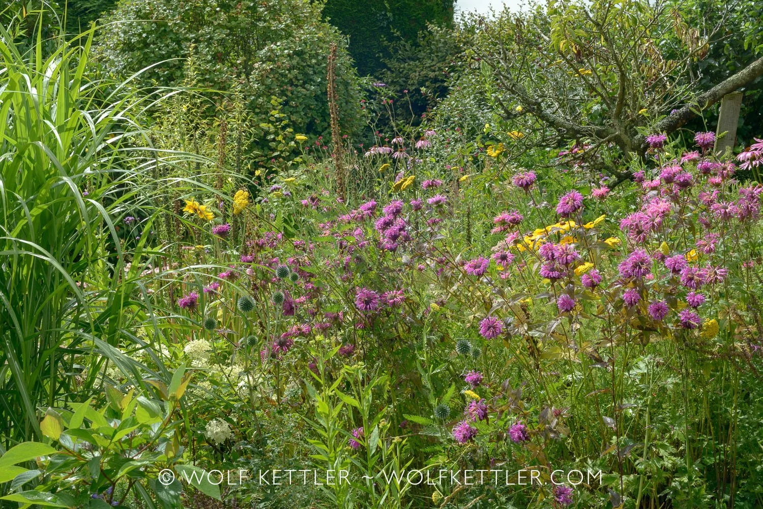 Summer in The Imperfect Garden
