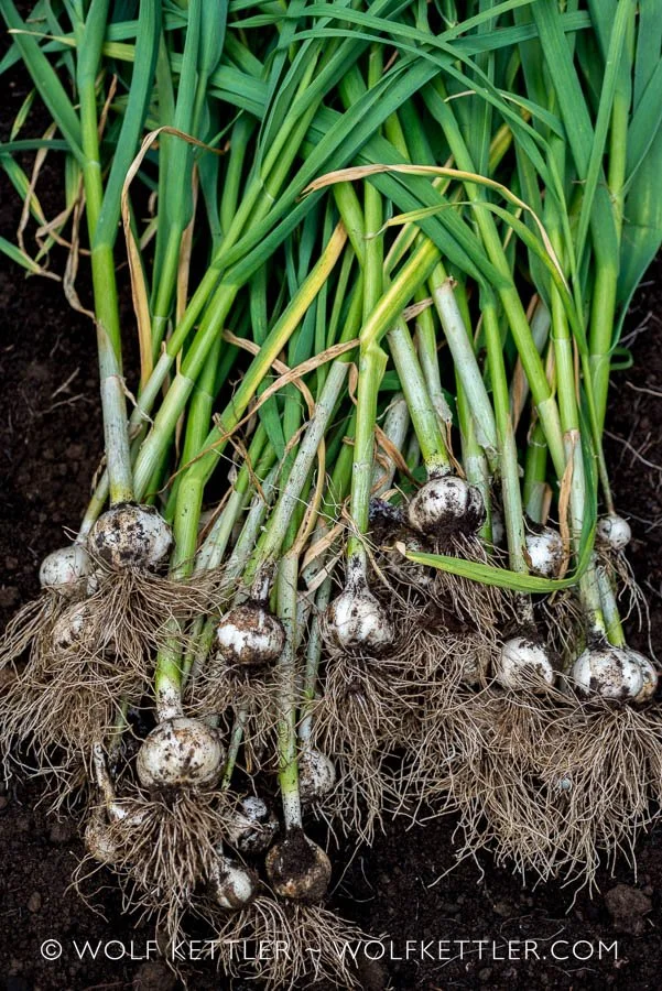 Freshly pulled garlic bulbs on bare earth in my no dig garden.