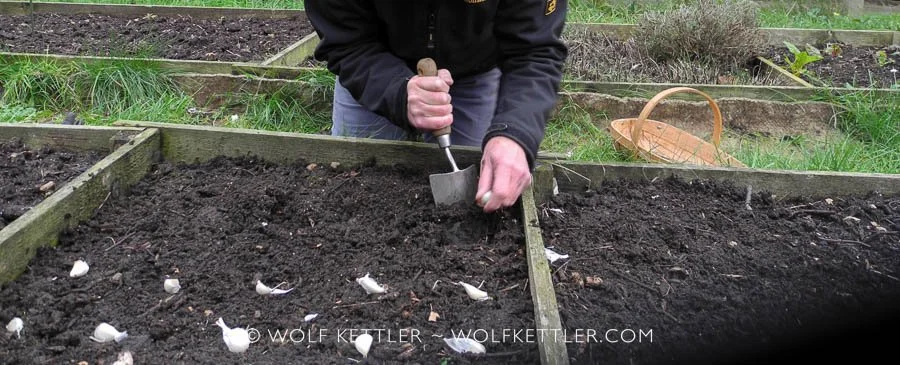 Planting garlic on the shortest day of the year in a no dig vegetable garden.