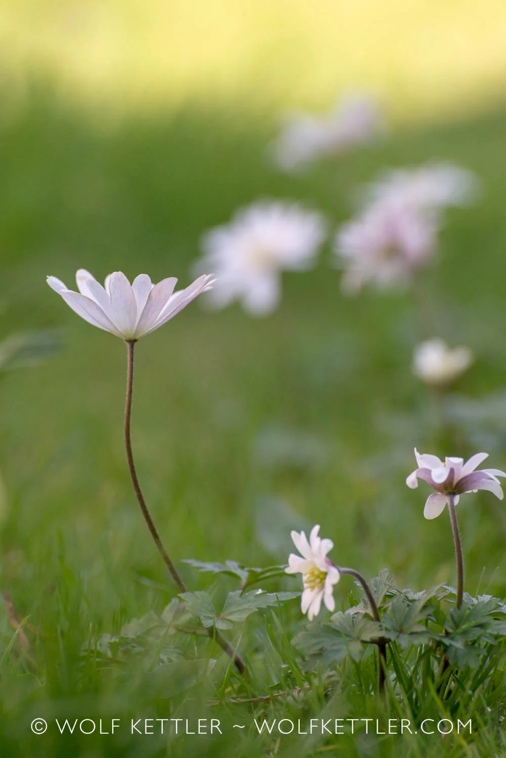 Anemone Blanda 'White Splendour' in March in the grass meadow in The Imperfect Garden