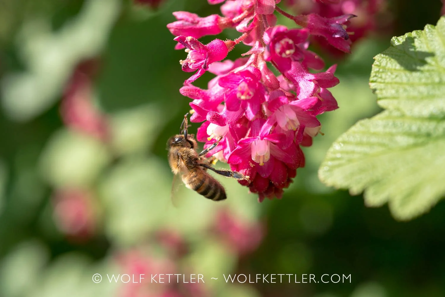 The Flowering Currant in The Imperfect Garden, which the bees and other insects adore.