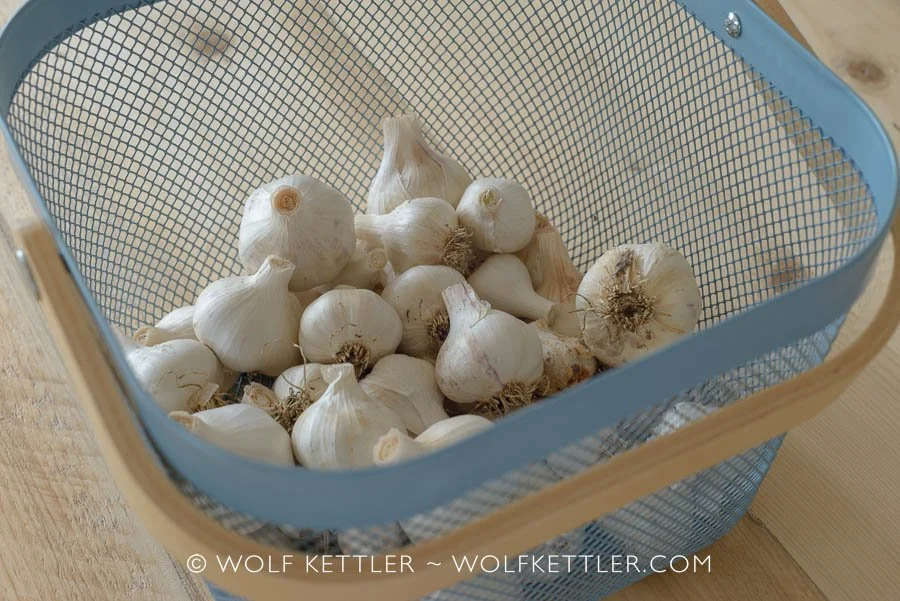 Cured and trimmed garlic, ready for storing in a dark, cool and well ventilated spot.