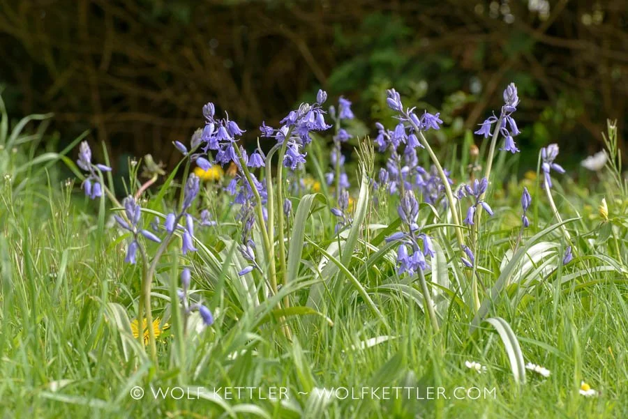 About The Imperfect Garden - An artist's garden