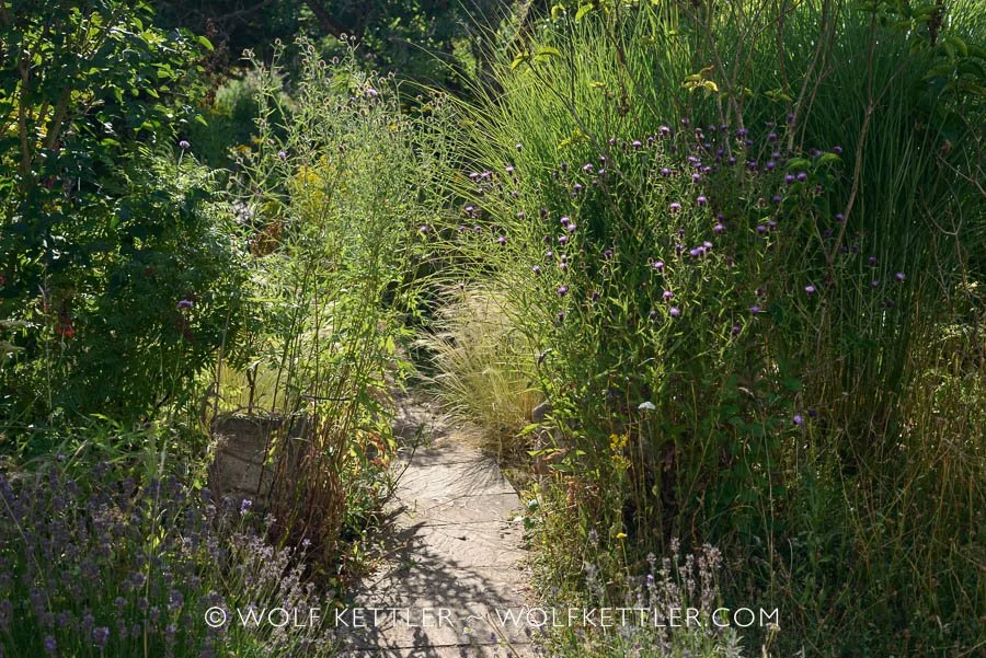 The garden path is flanked by two tall Knapweed plants | Wolf Kettler