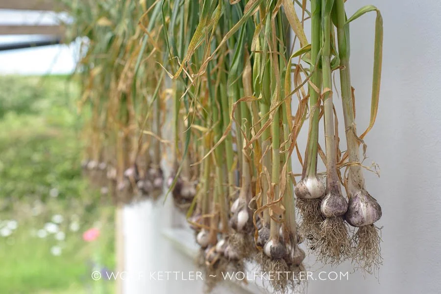 Freshly harvested garlic bundled and hung up to cure under a protective, transparent roof.