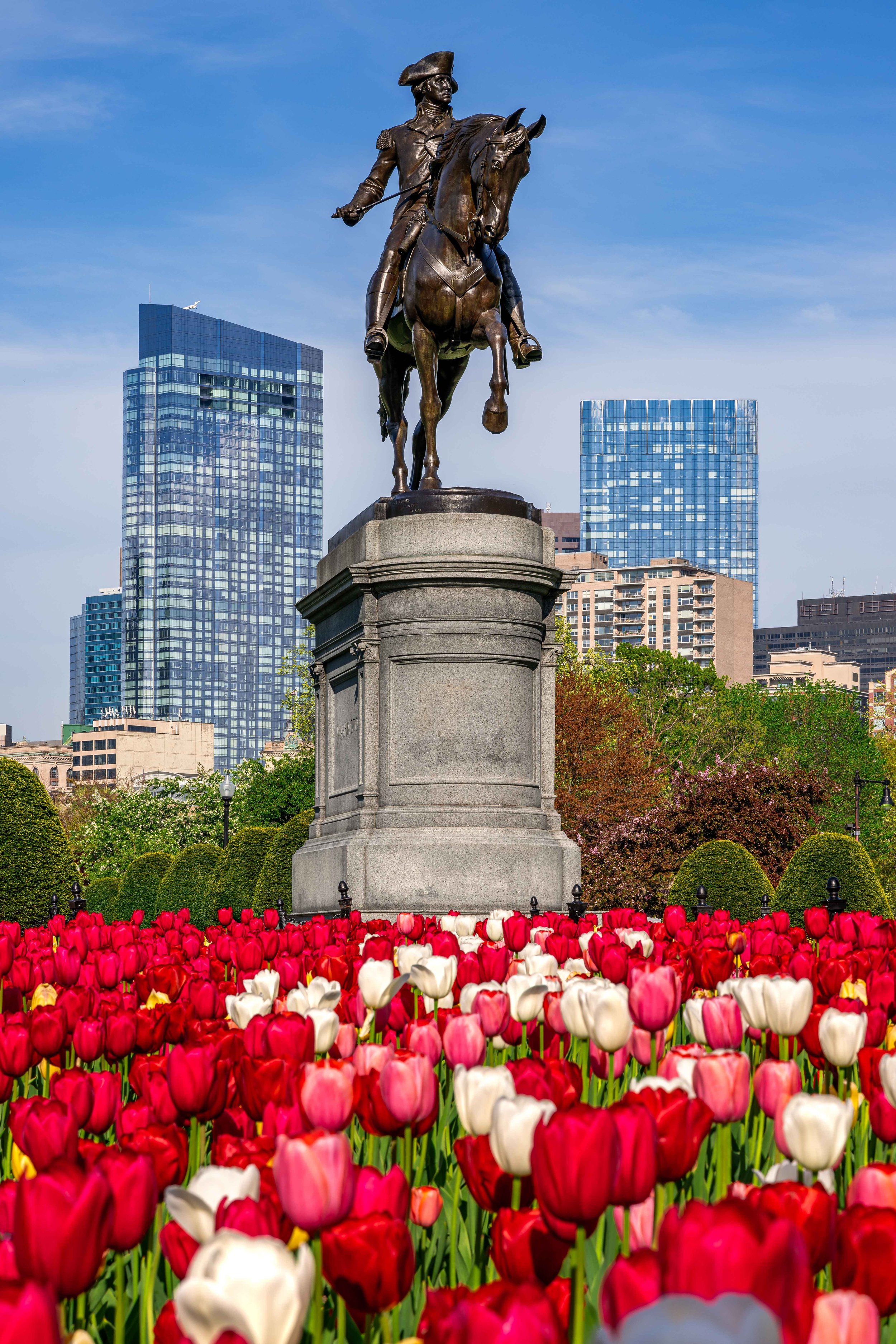Boston Public Garden Tulips