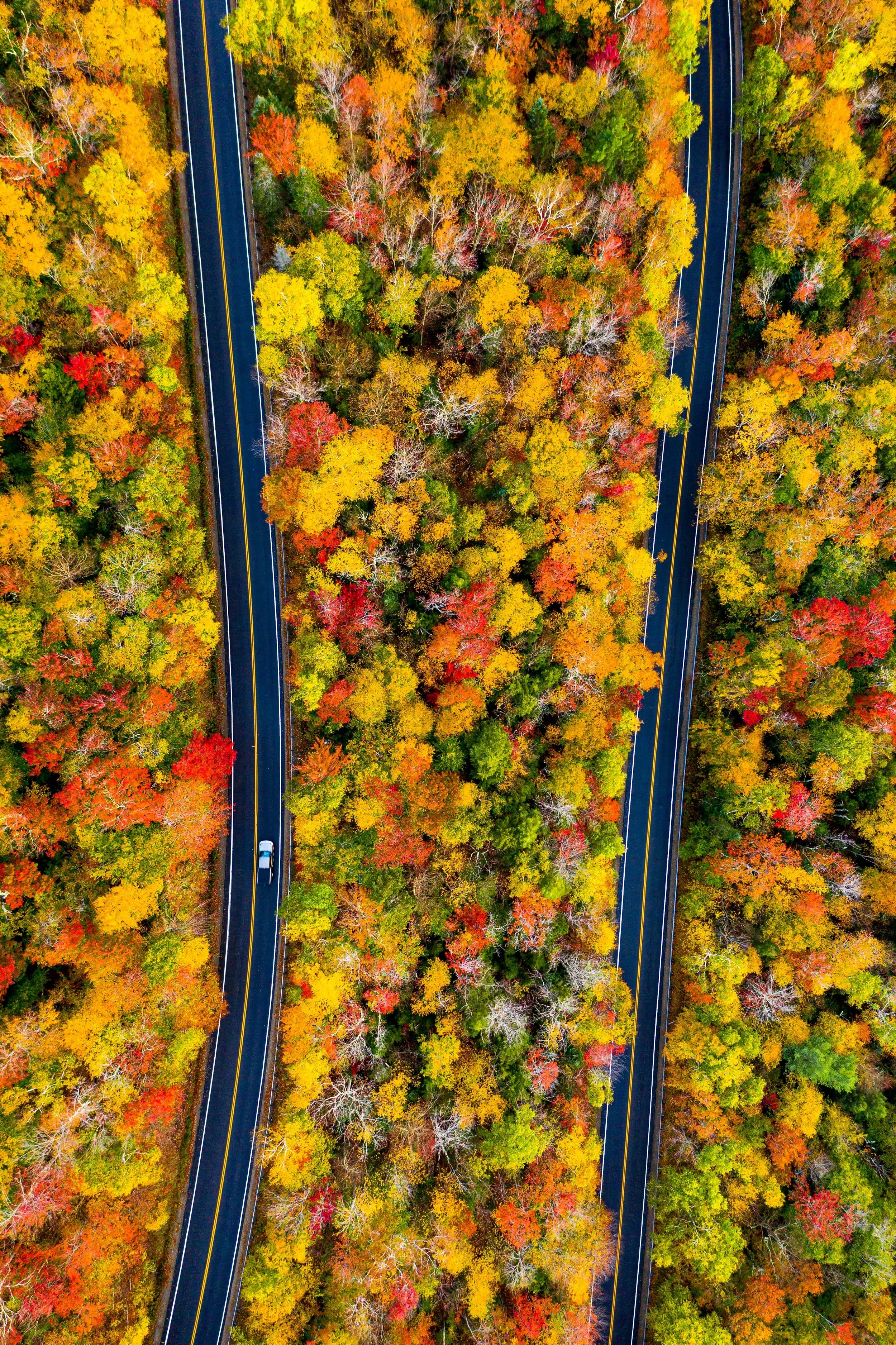 White Mounatin NH Foliage 4.jpg
