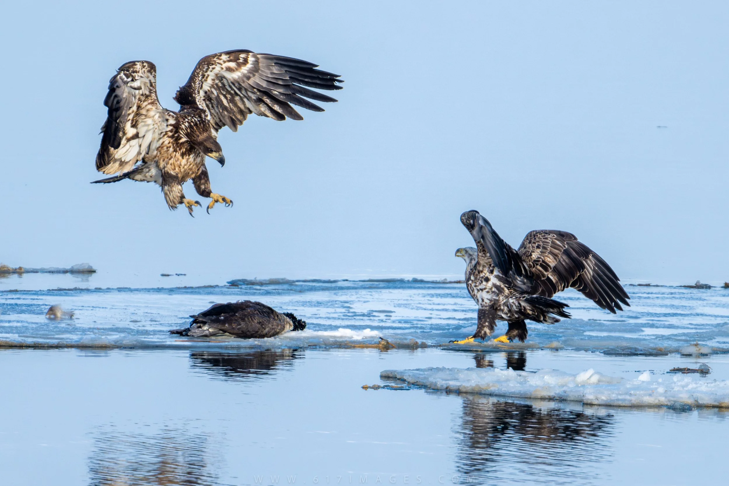 A Rare Ten Eagle Sighting in Newburyport