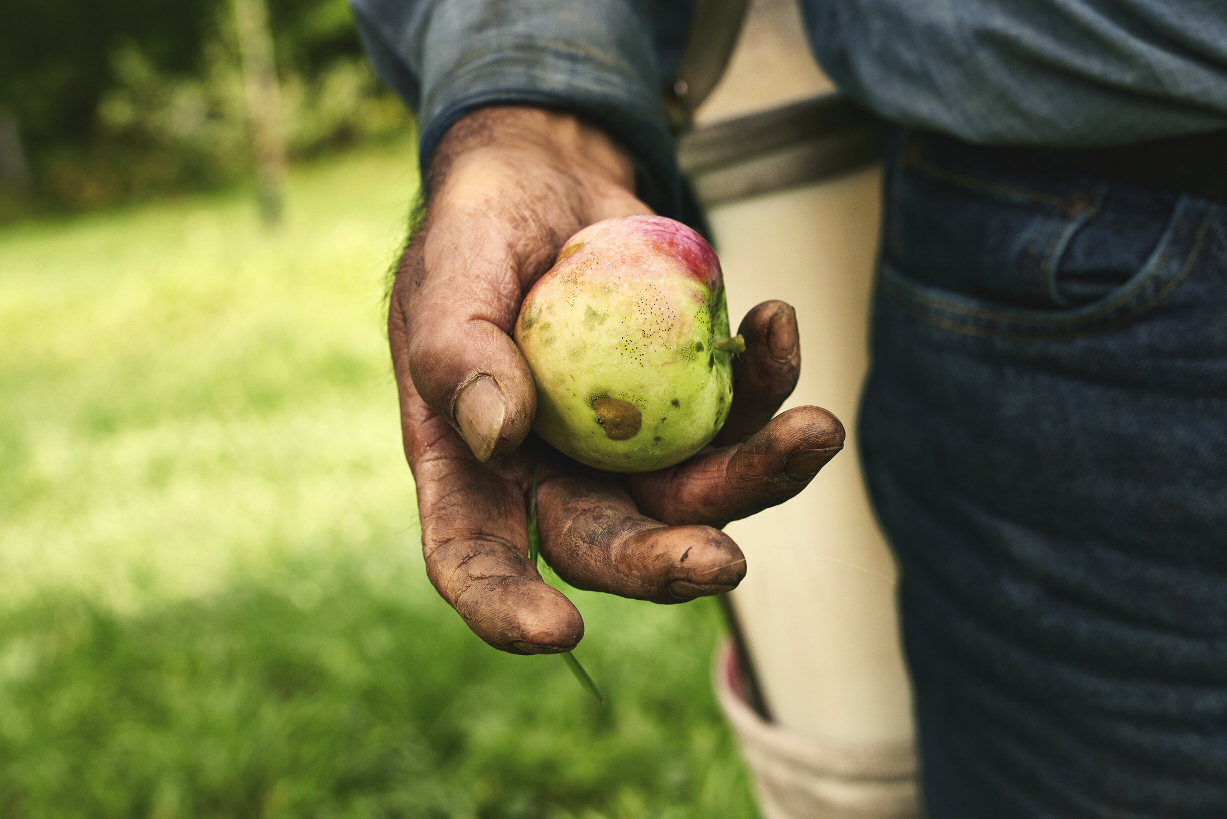 WESTWIND_ORCHARD&CIDERY_CARD_8_428.jpg